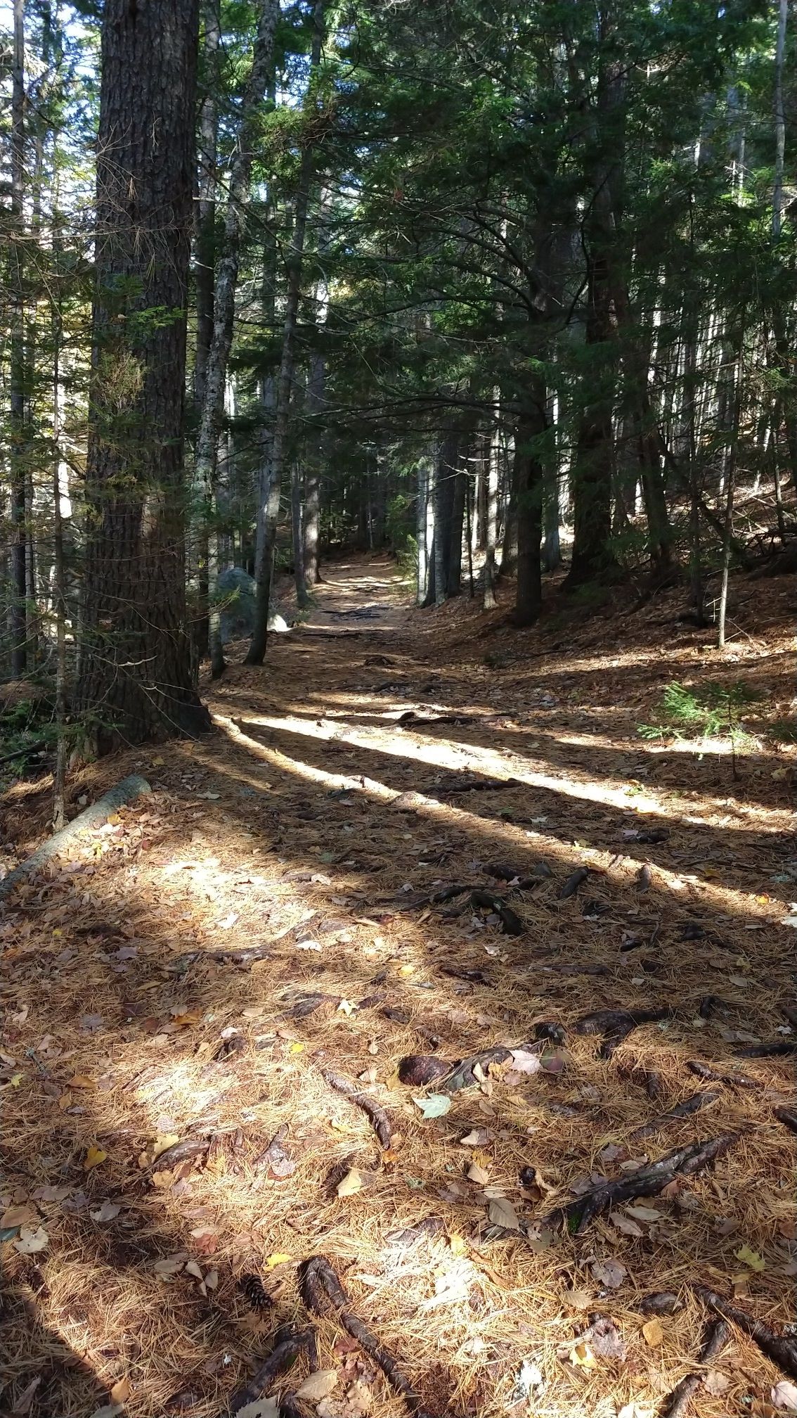 Forest path covered in pine needles, dappled sunlight creating long shadows. - Peter’s Cove – Peter Brooke Trail loop from Blue Hill