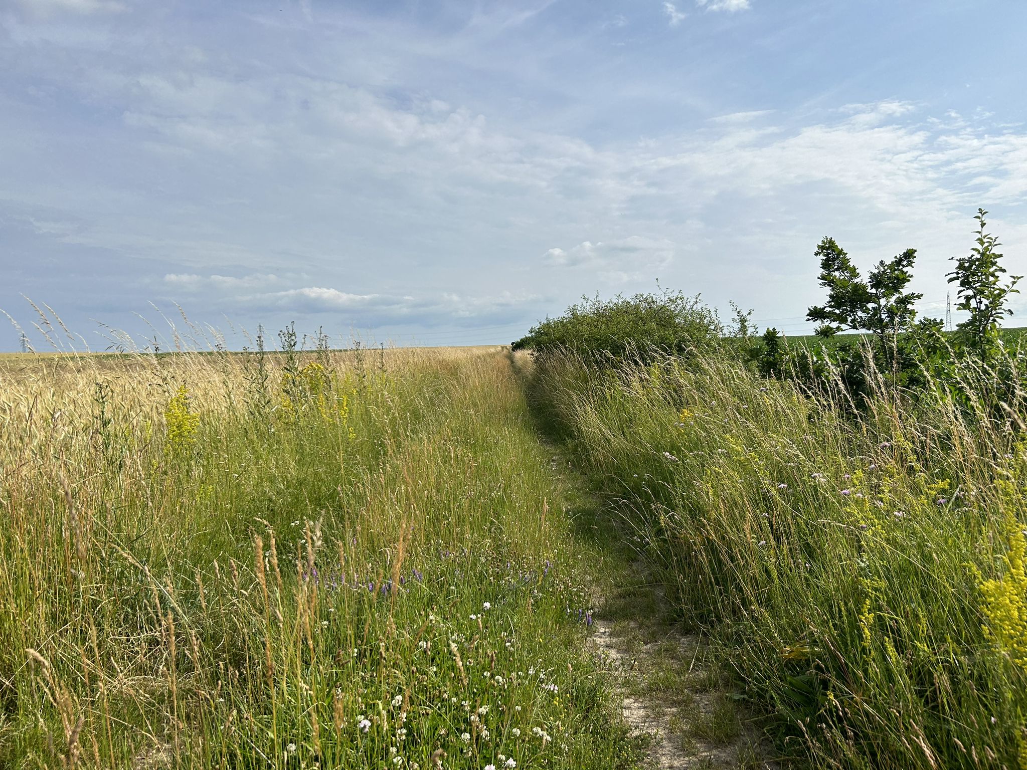 Weiter durch die Felder