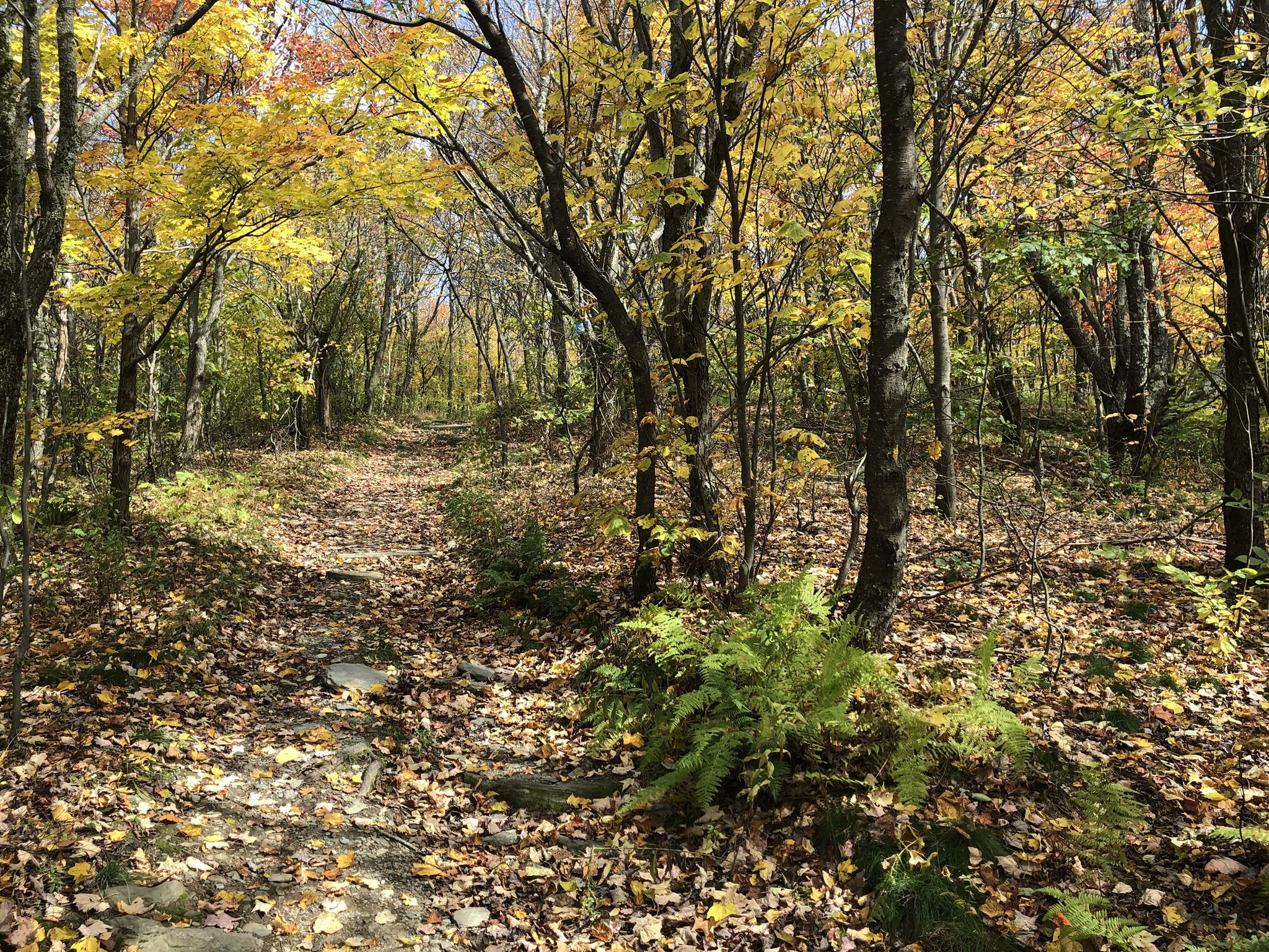 Woodland trail covered in autumn leaves, surrounded by yellow trees. - Welcome to Hopkins Forest – White Rocks loop from Berlin Road, Berkshire Natural Resources Council (BNRC)
