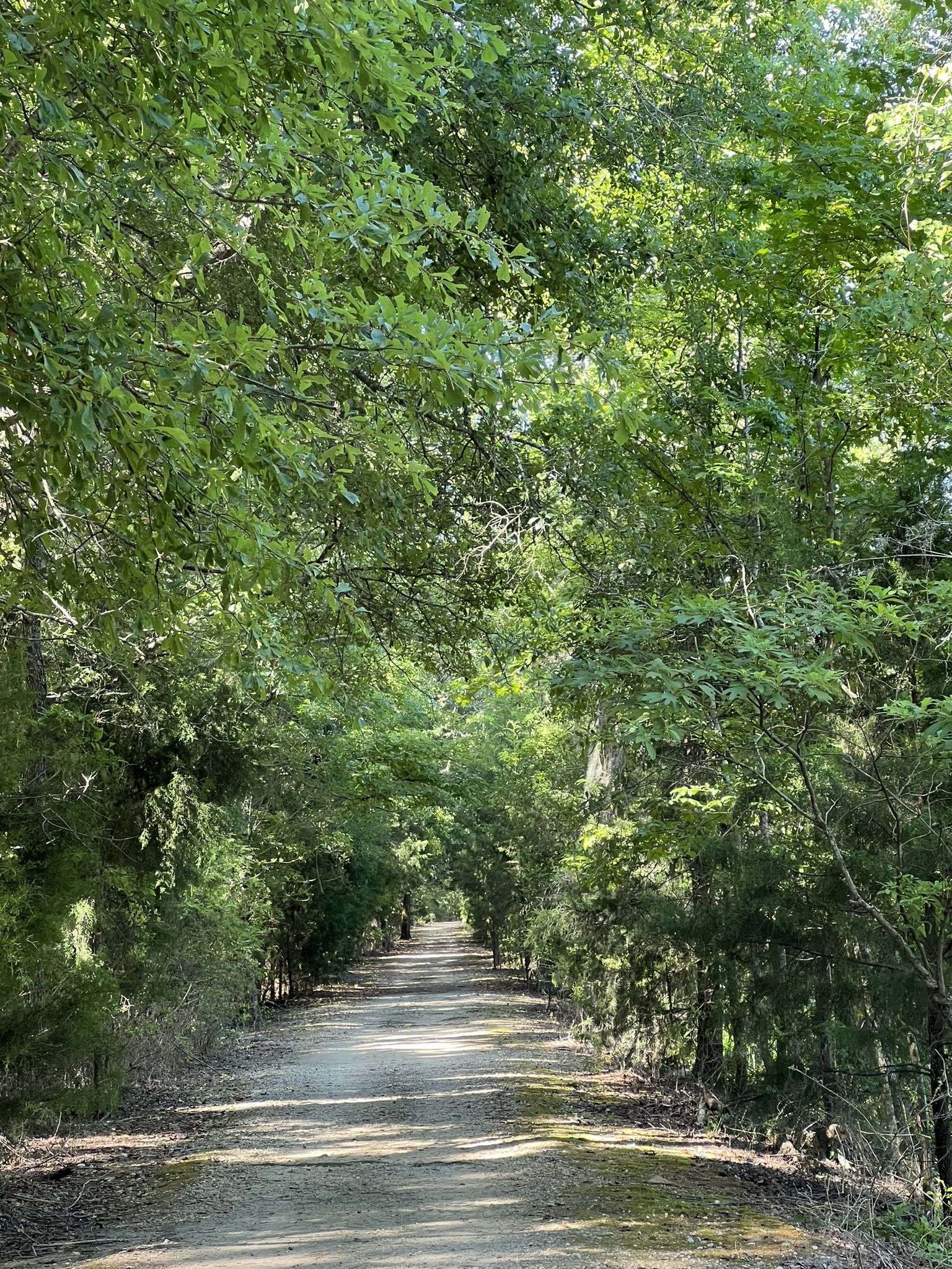 A sun-dappled dirt path winds through a tunnel of lush green trees. - Ed Lisenby Lake Trail