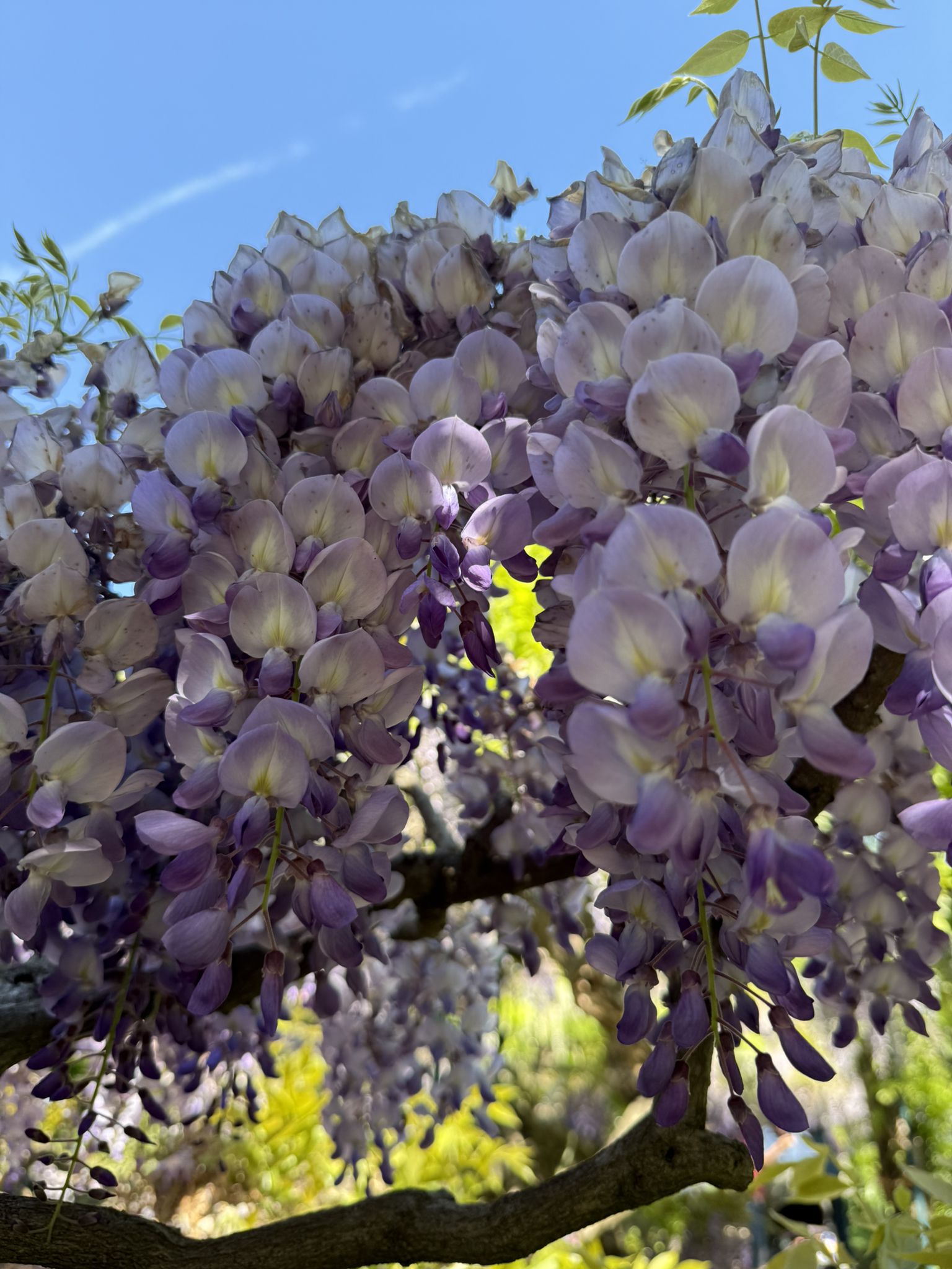 Blauregen- und Tulpenblte im Hermannshof in Weinheim | Wanderung |  Komoot