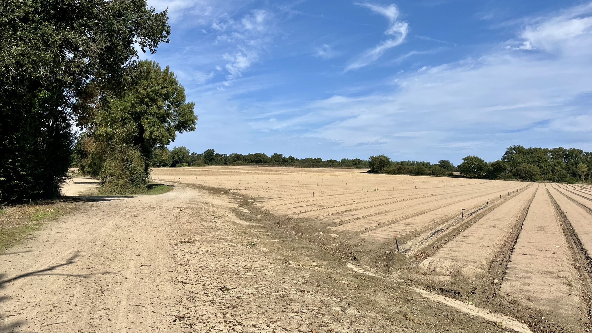 Gewächse in Vorbereitung
