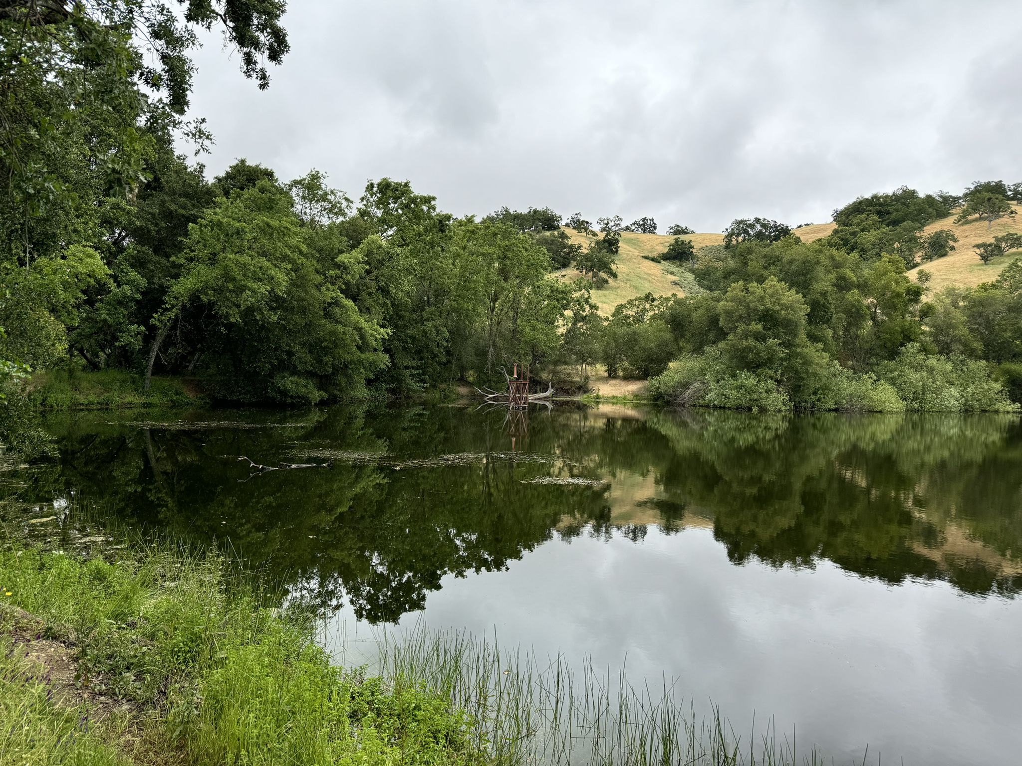 Calm pond reflecting cloudy sky, surrounded by lush green trees and hills. - Grant and McCreery Lake Loop