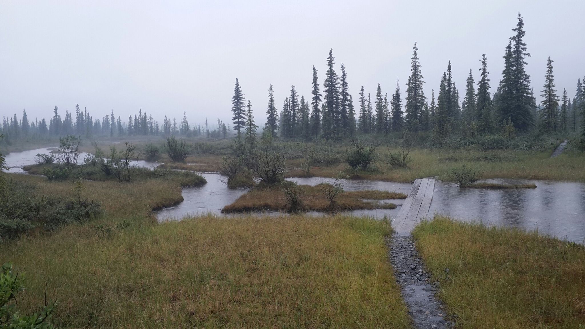 Wet path and wooden bridge over a stream in a misty, marshy forest. - McKinley Bar Trail