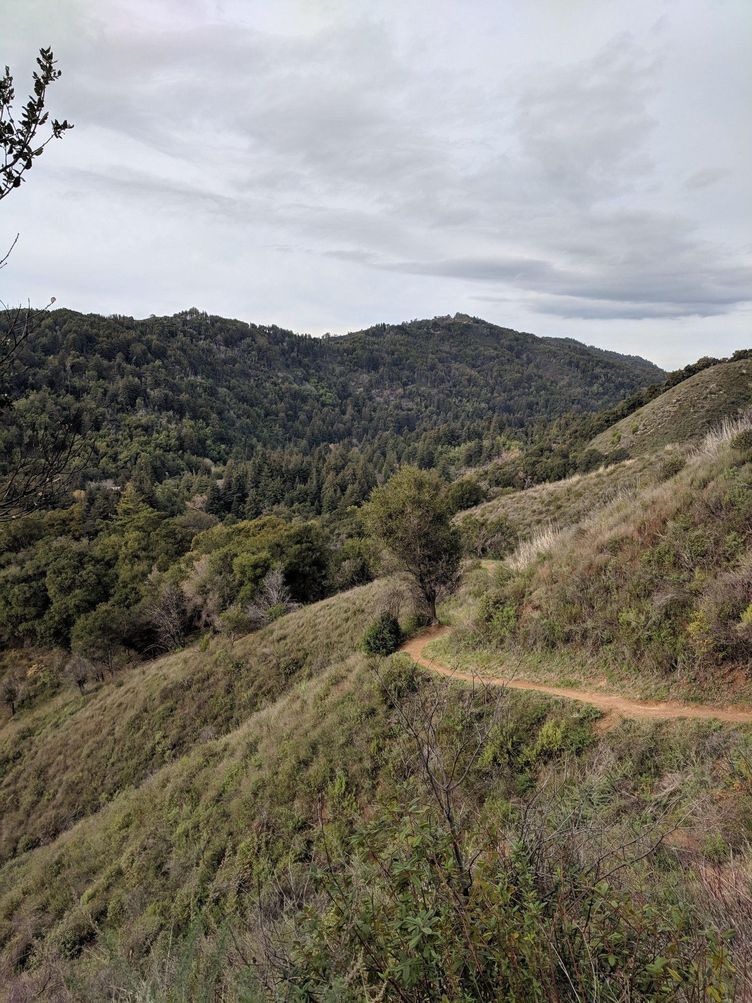 A dirt trail winds along a grassy hillside with forested mountains. - Manuel Peak Trail
