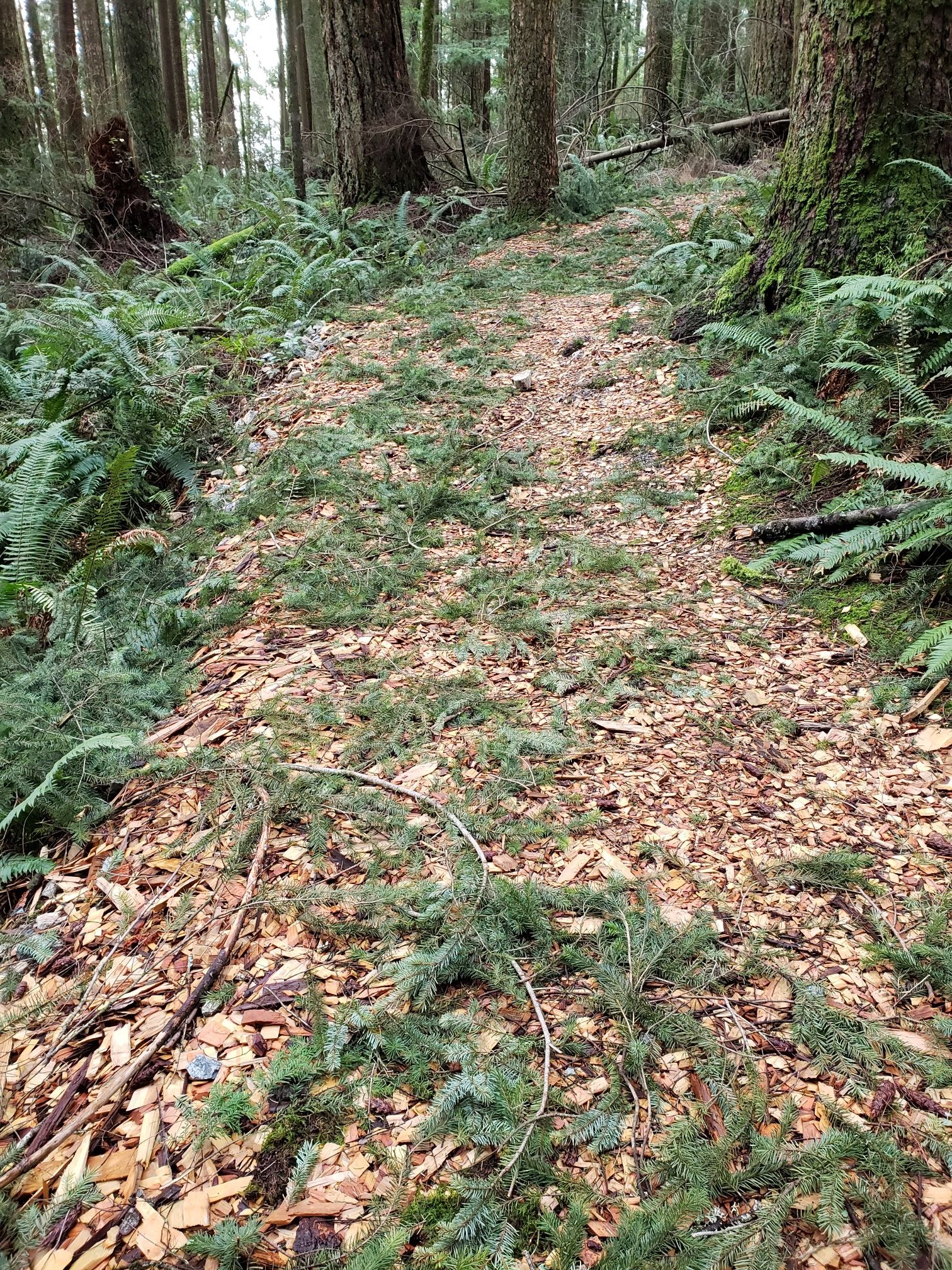 new trail floor