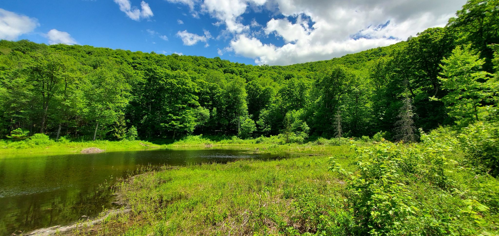 Lush green forest surrounds a calm lake under a bright, cloudy sky. - Kelly Hollow Trail Loop