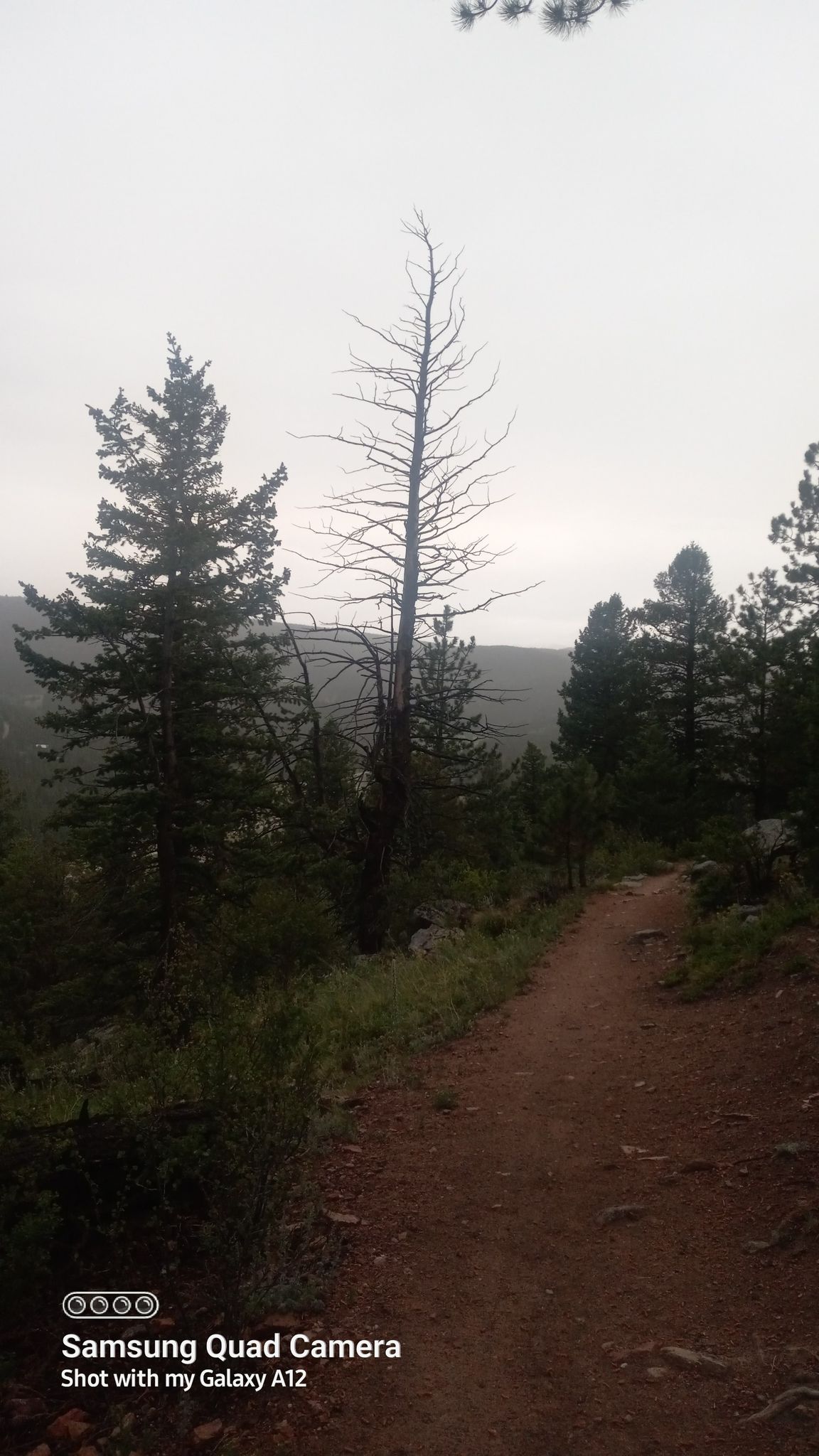 A dirt trail winds through a forest with tall trees under an overcast sky. - Upper Mule Deer Trail