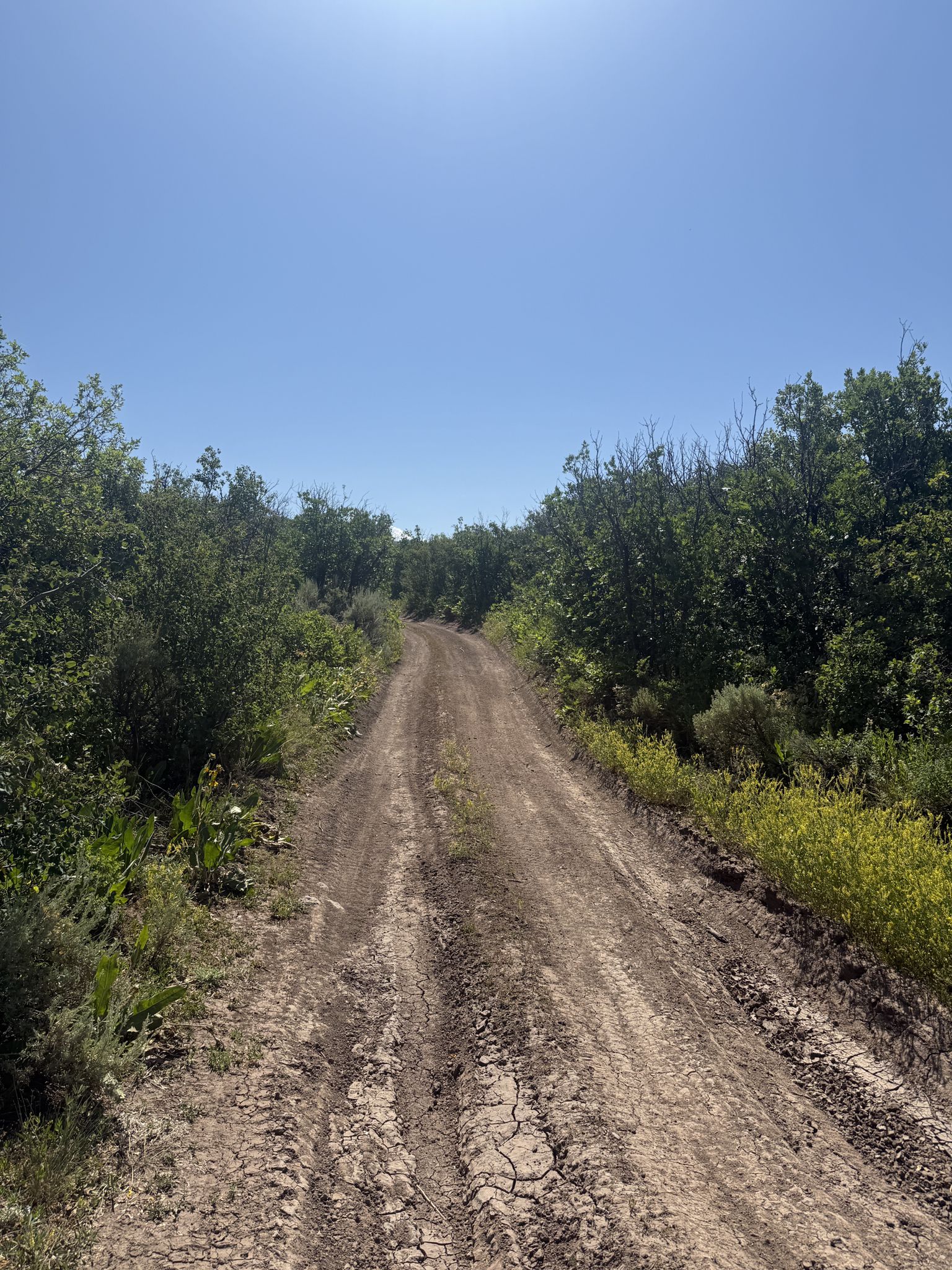 A sunny dirt road winding through dense green foliage under a clear blue sky. - Forest Hollow and Boy Scout Loop