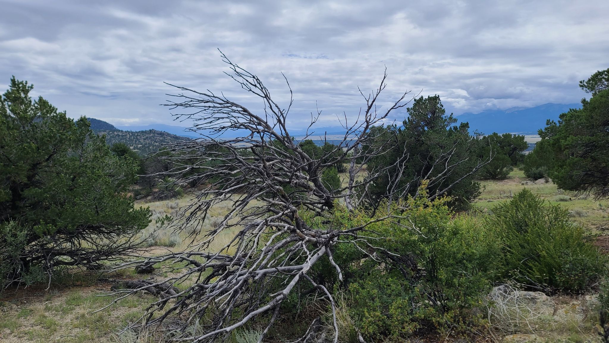 A gnarled dead tree lies in a grassy field with green trees and distant mountains. - A Fistfull of Dollars and Camp Elevation South Trail