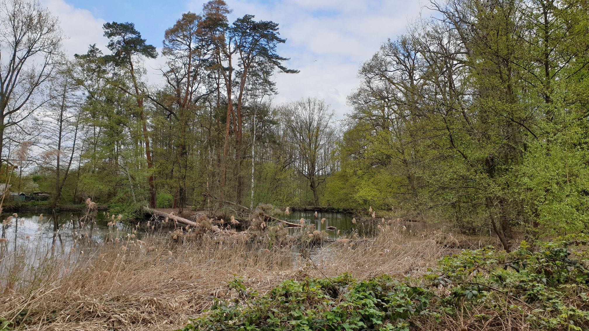 Siegburger Teiche "Enten Wald"
