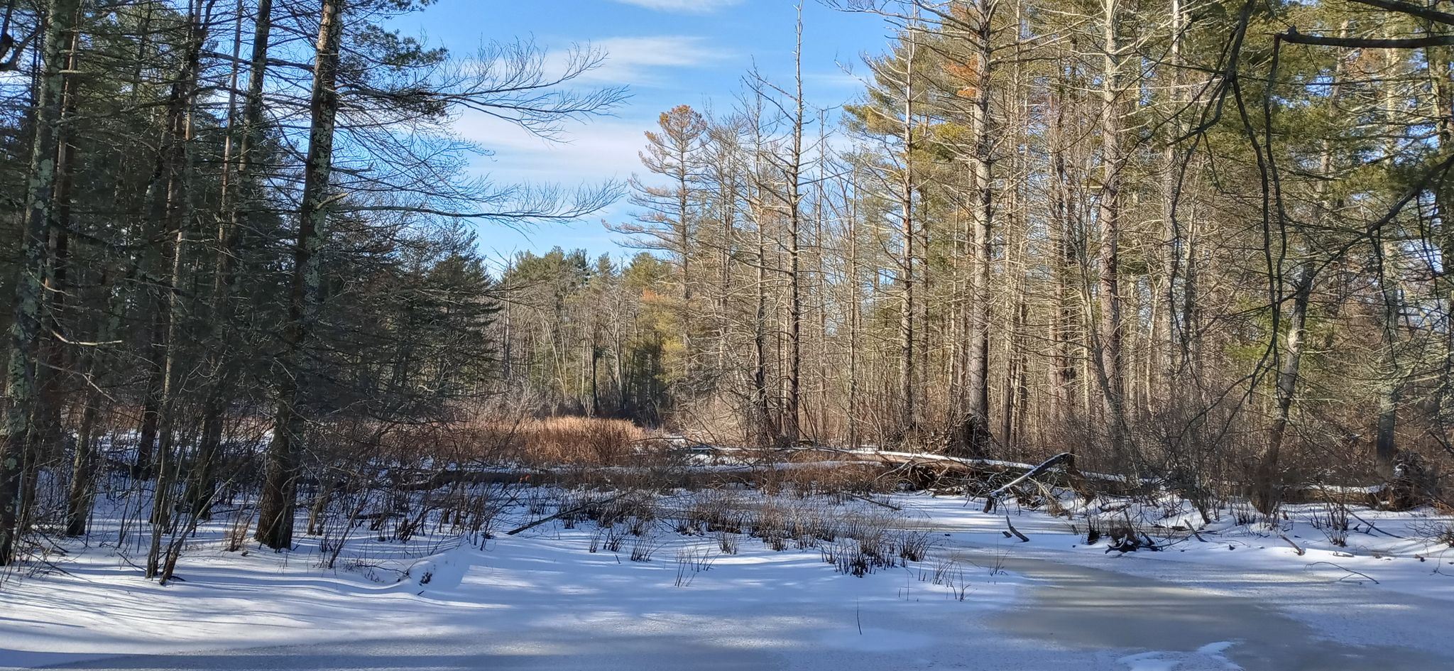 A snow-covered frozen pond surrounded by a winter forest under a bright sky. - Great Brook Farm State Park loop