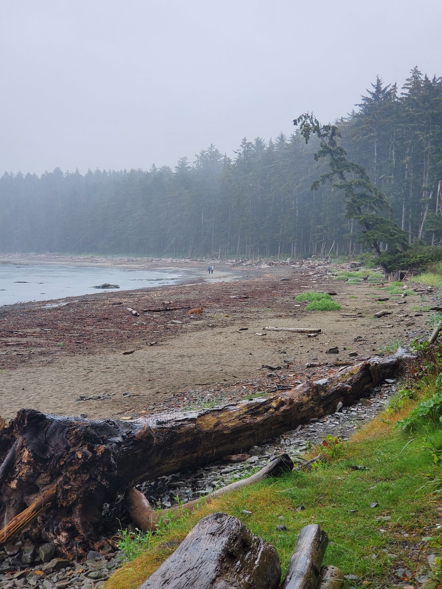 Misty beach with a large fallen log and dense evergreen forest. - Ozette Triangle Loop