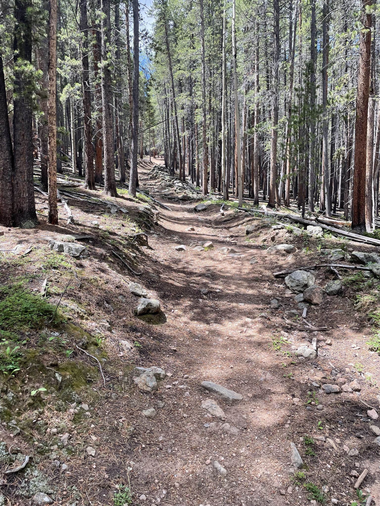A winding dirt trail through a sun-dappled, dense pine forest. - Colorado Trail (Segment 4)