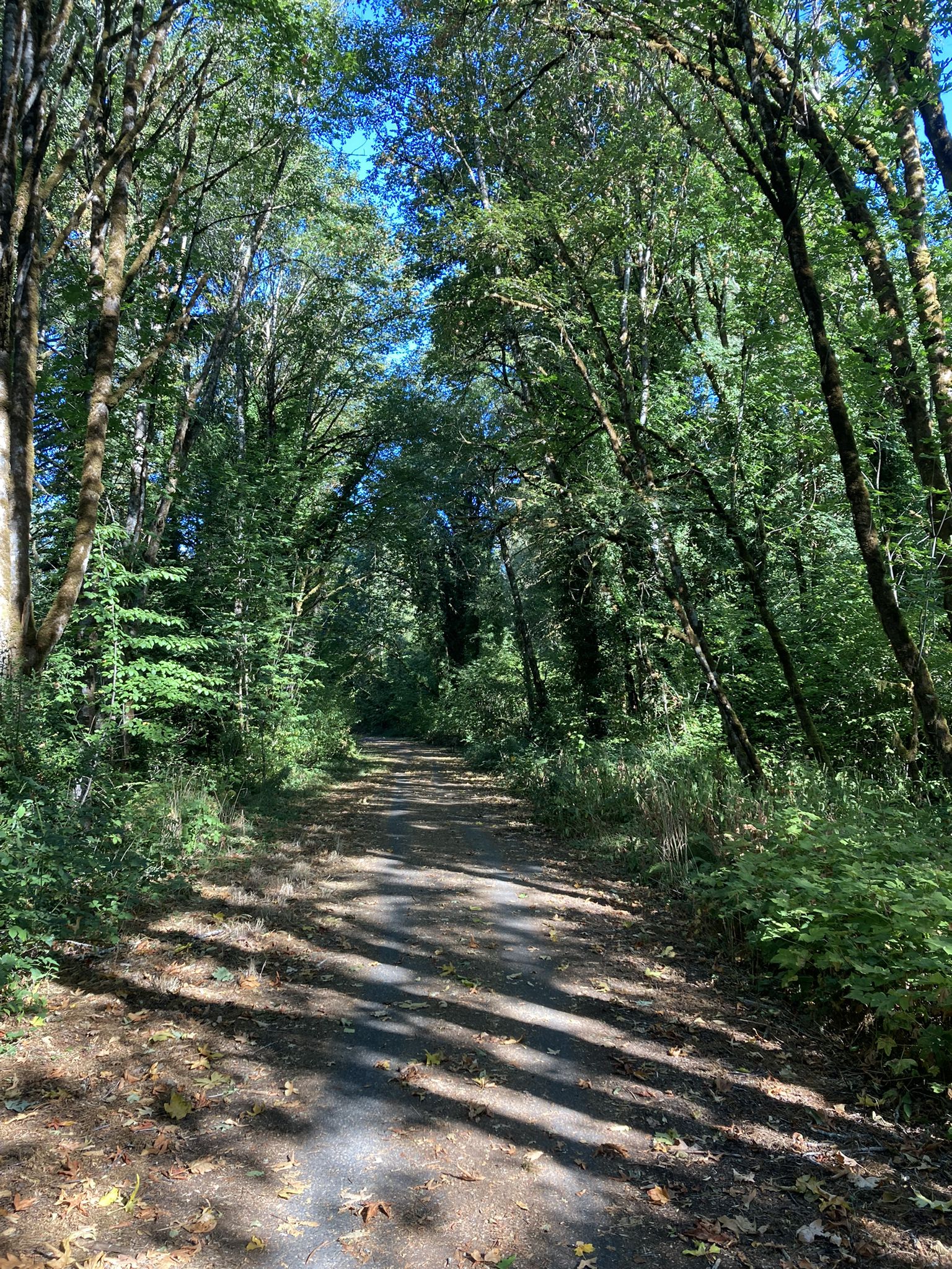 Shaded dirt path winding through a lush, green, sunlit forest. - Bald Hill – Crown Zellerbach Trail loop from Scappoose