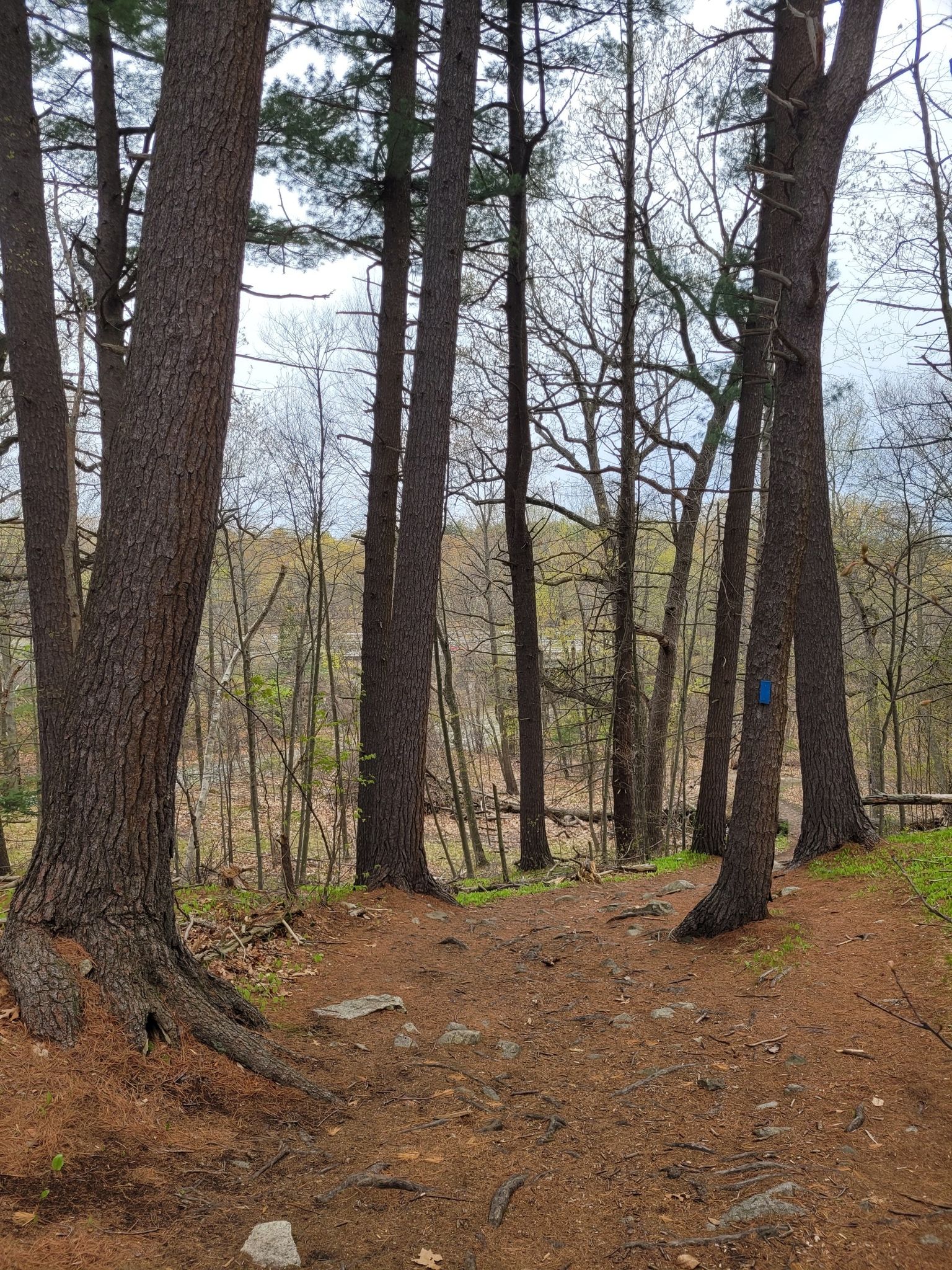 A dirt path winds through a tall pine forest on an overcast day. - Boojum Rock and Hemlock Pool Loop