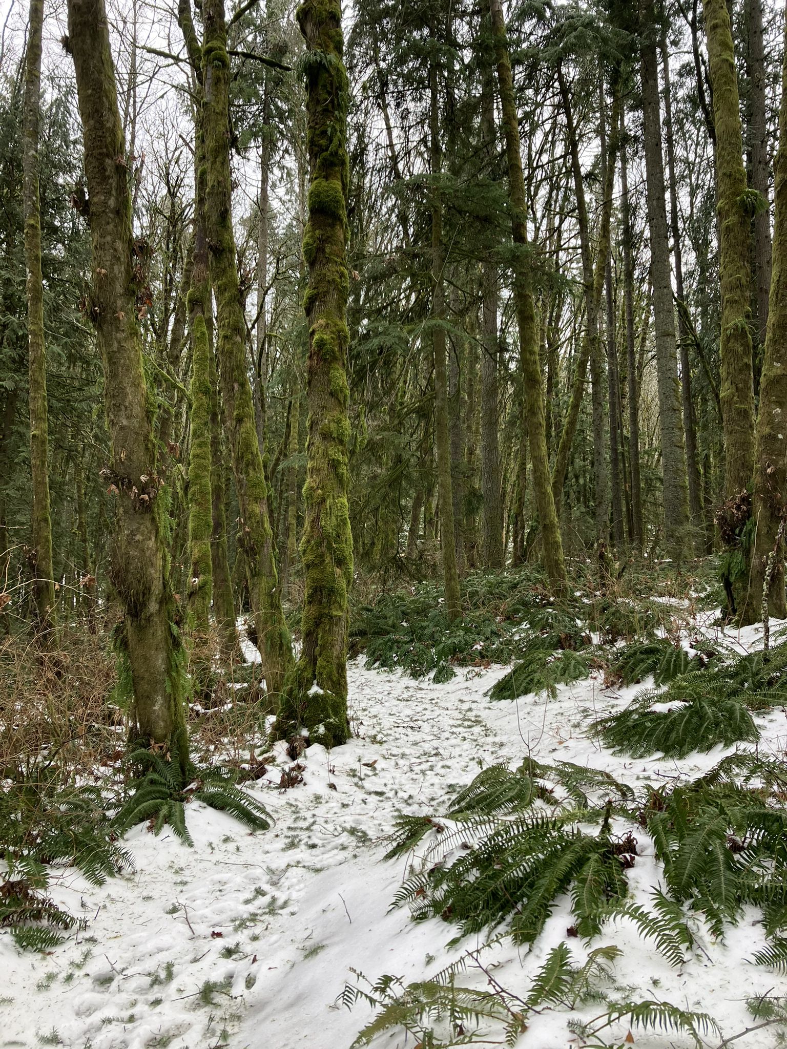 Snowy forest path with moss-covered trees and green ferns. - Around Forest Park