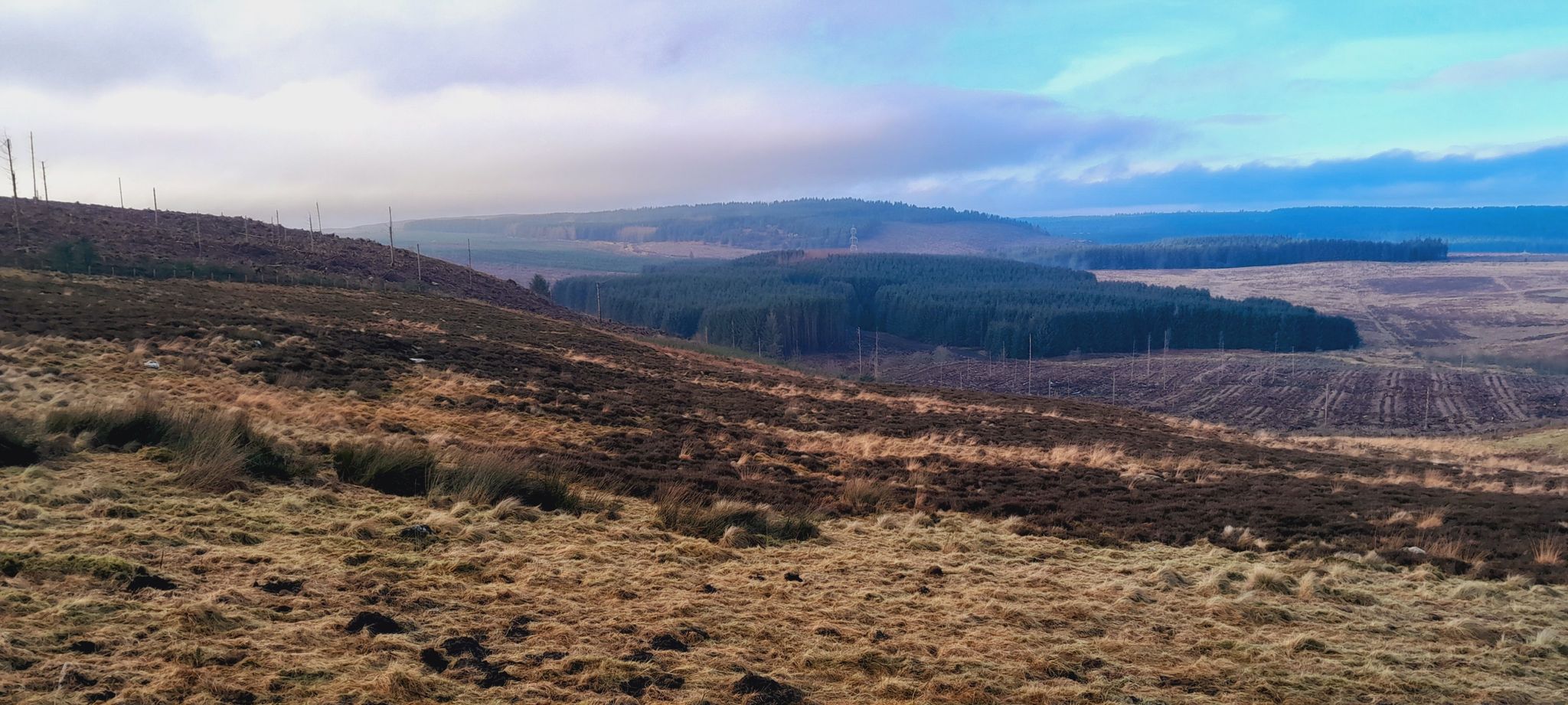 Looking north towards Thrunton Woods