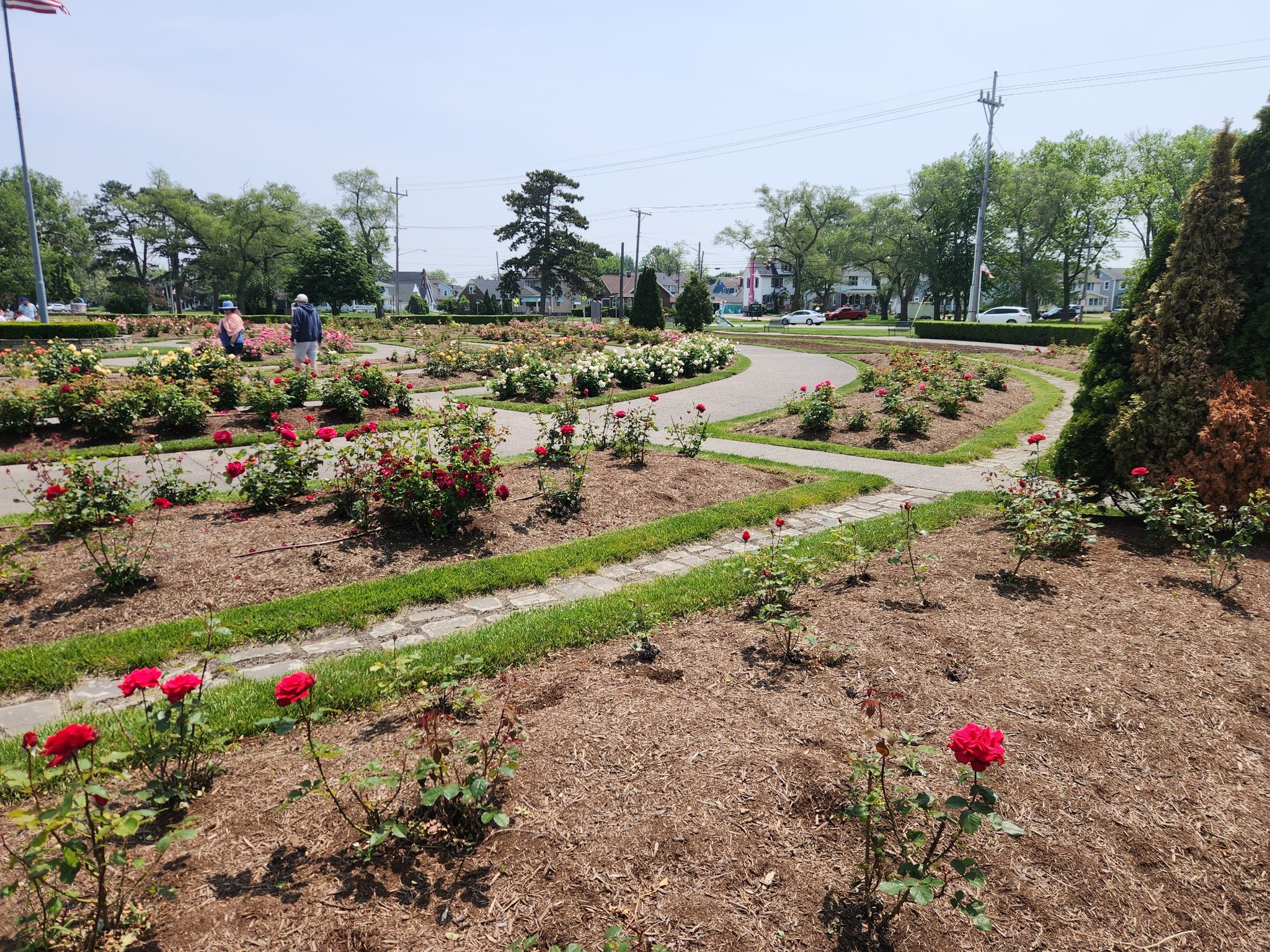Sunny rose garden with winding paths, blooming flowers, and distant people. - Lakeview Park loop