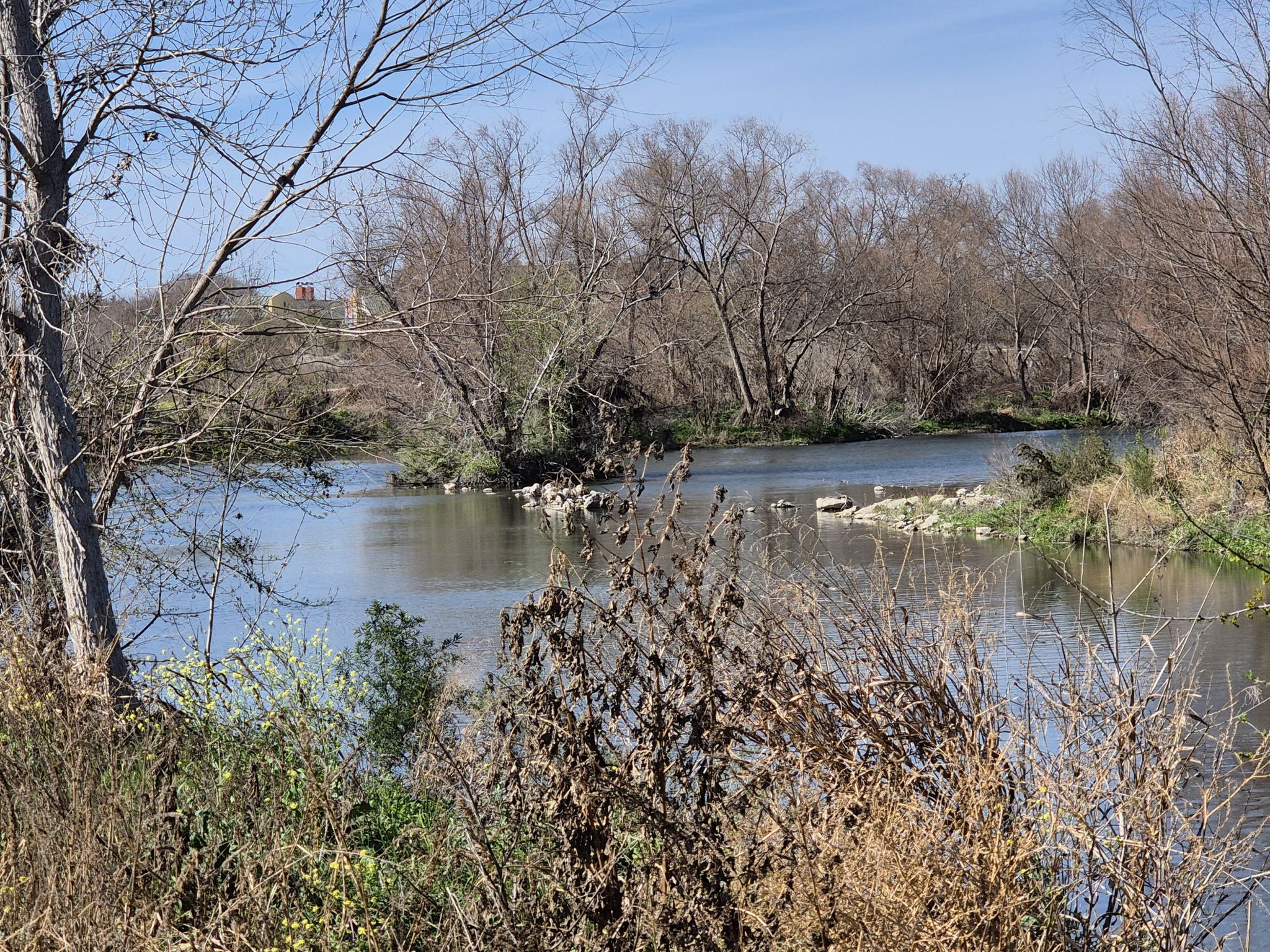 River with bare trees and brush on its banks under a bright sky. - River Walk Mission Reach Trail