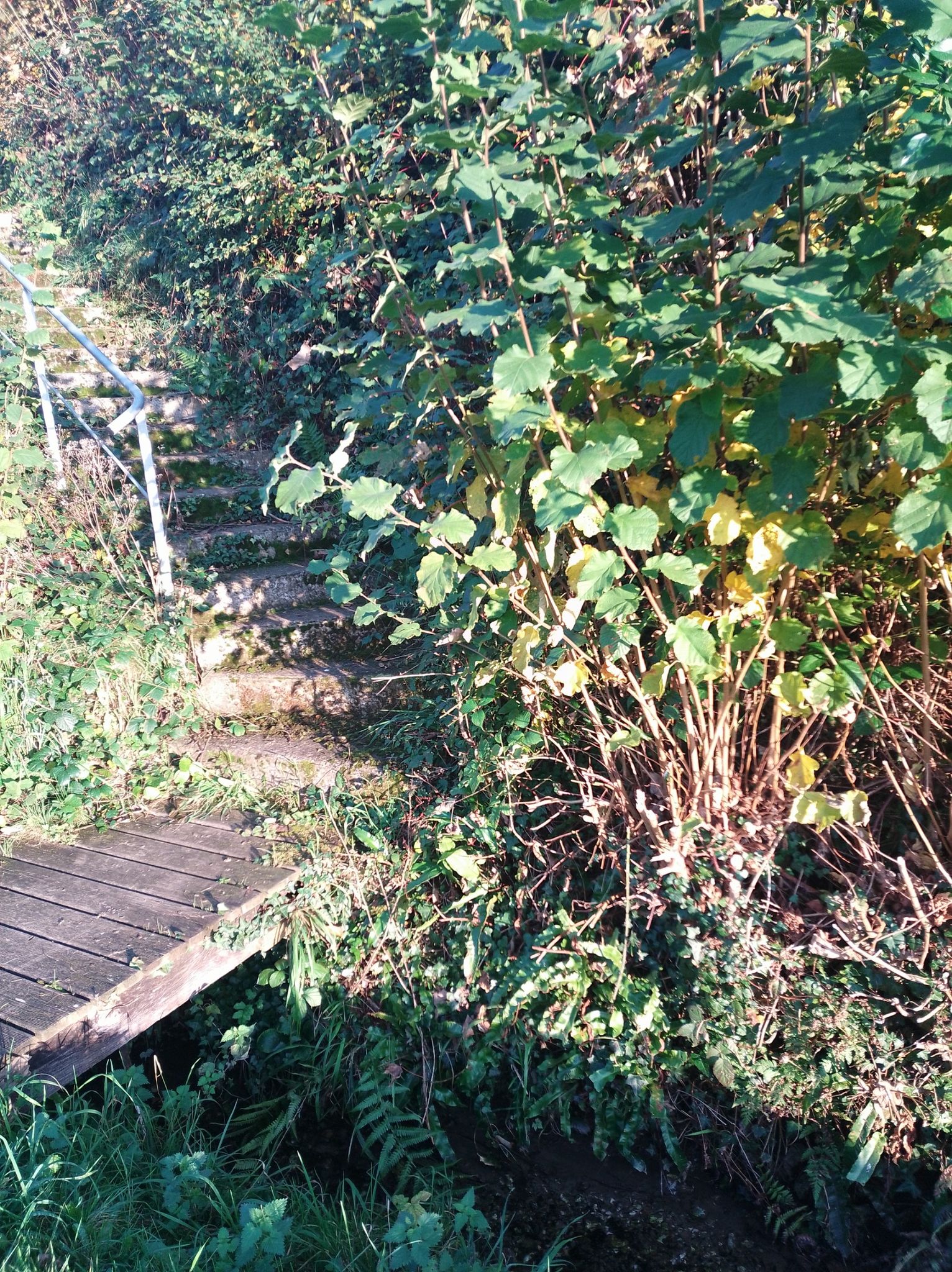 Petit cours d'eau