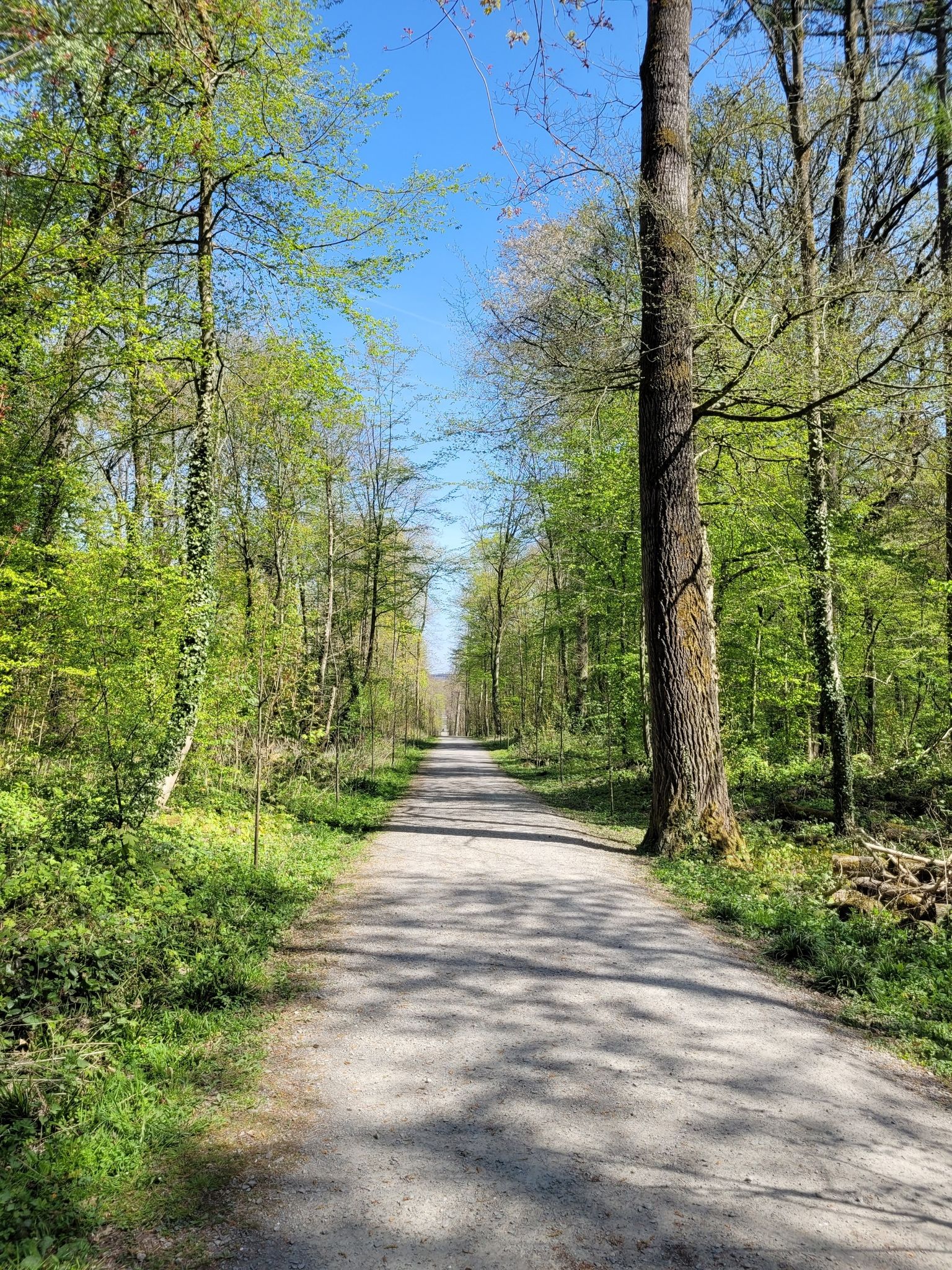 sentier de randonnée dans la foret de Soignes