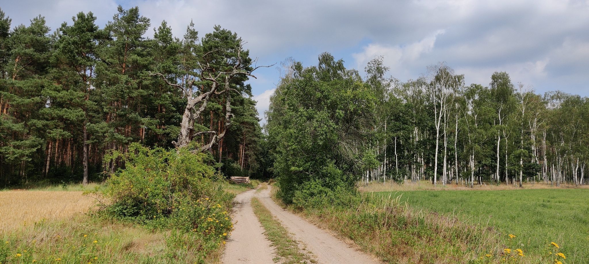 auf in den Wald..