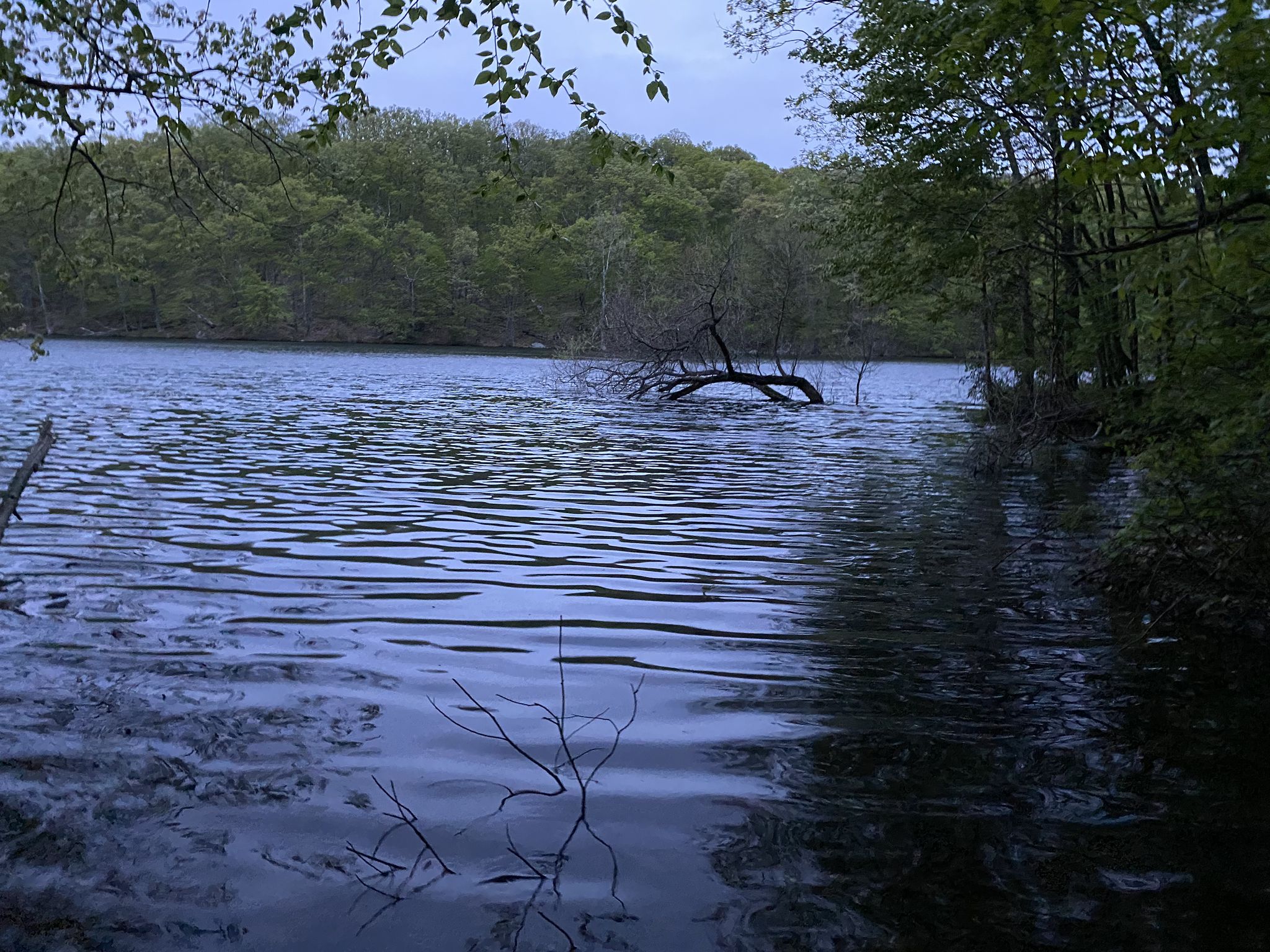 Dark lake with submerged branches and a dense forested shoreline under a cloudy sky. - Notch Trail to Melzingah Reservoir loop