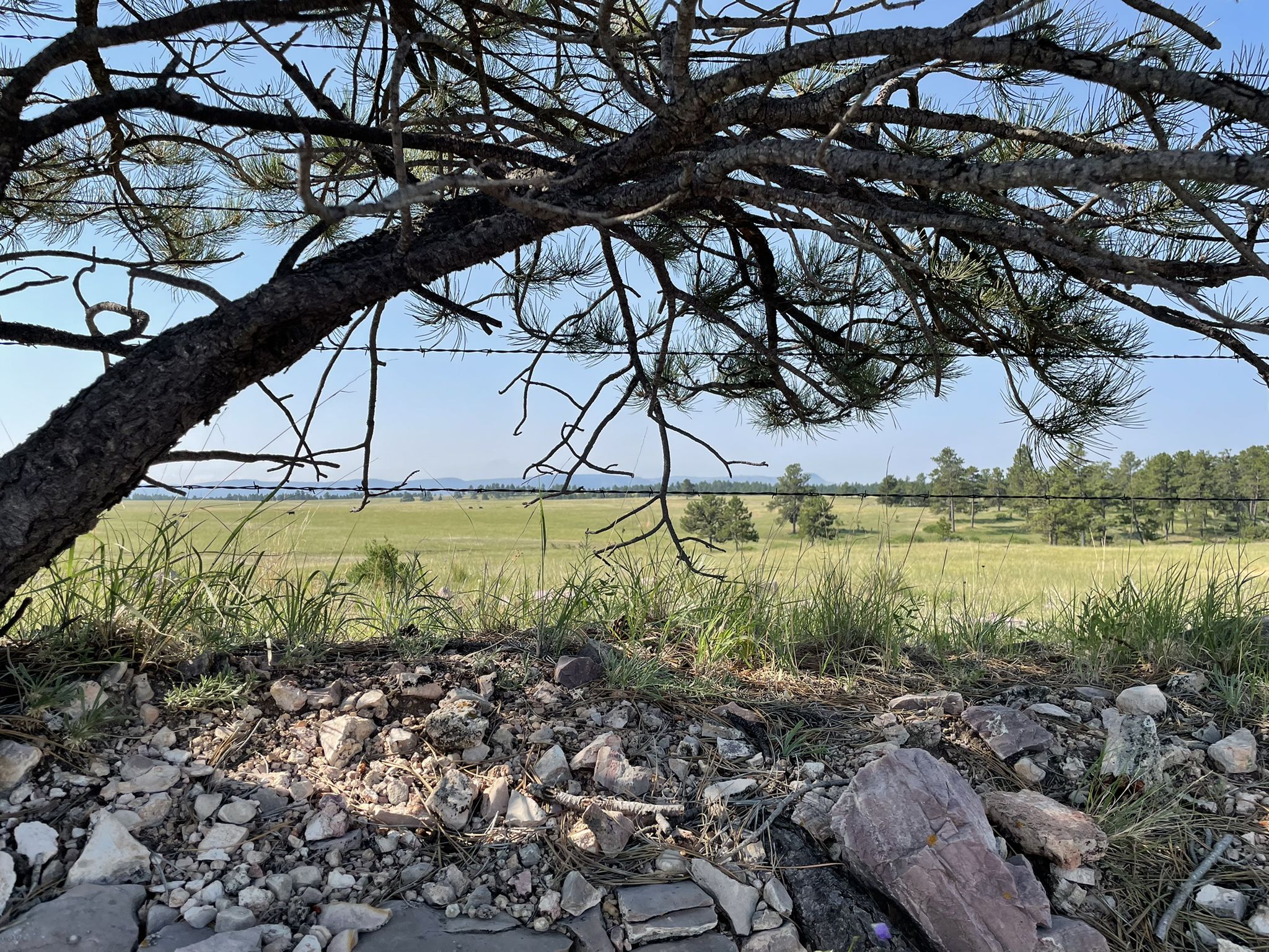 Pine branches frame a view of a sunny grassy field and distant trees. - George S. Mickelson Trail