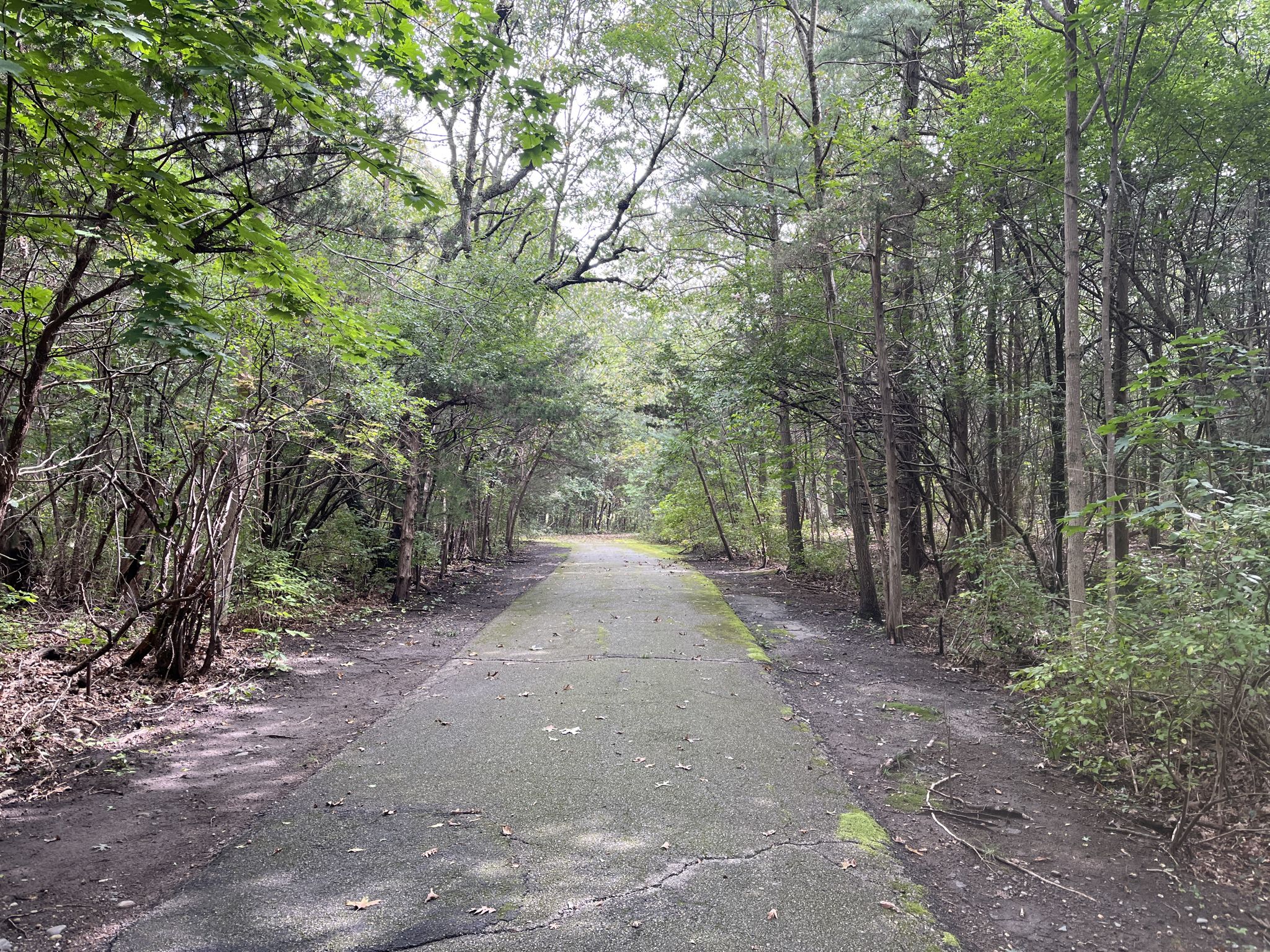 A paved path winds through a dense green forest on a bright day. - Bare Cove Loop (Short) – Bare Cove Park