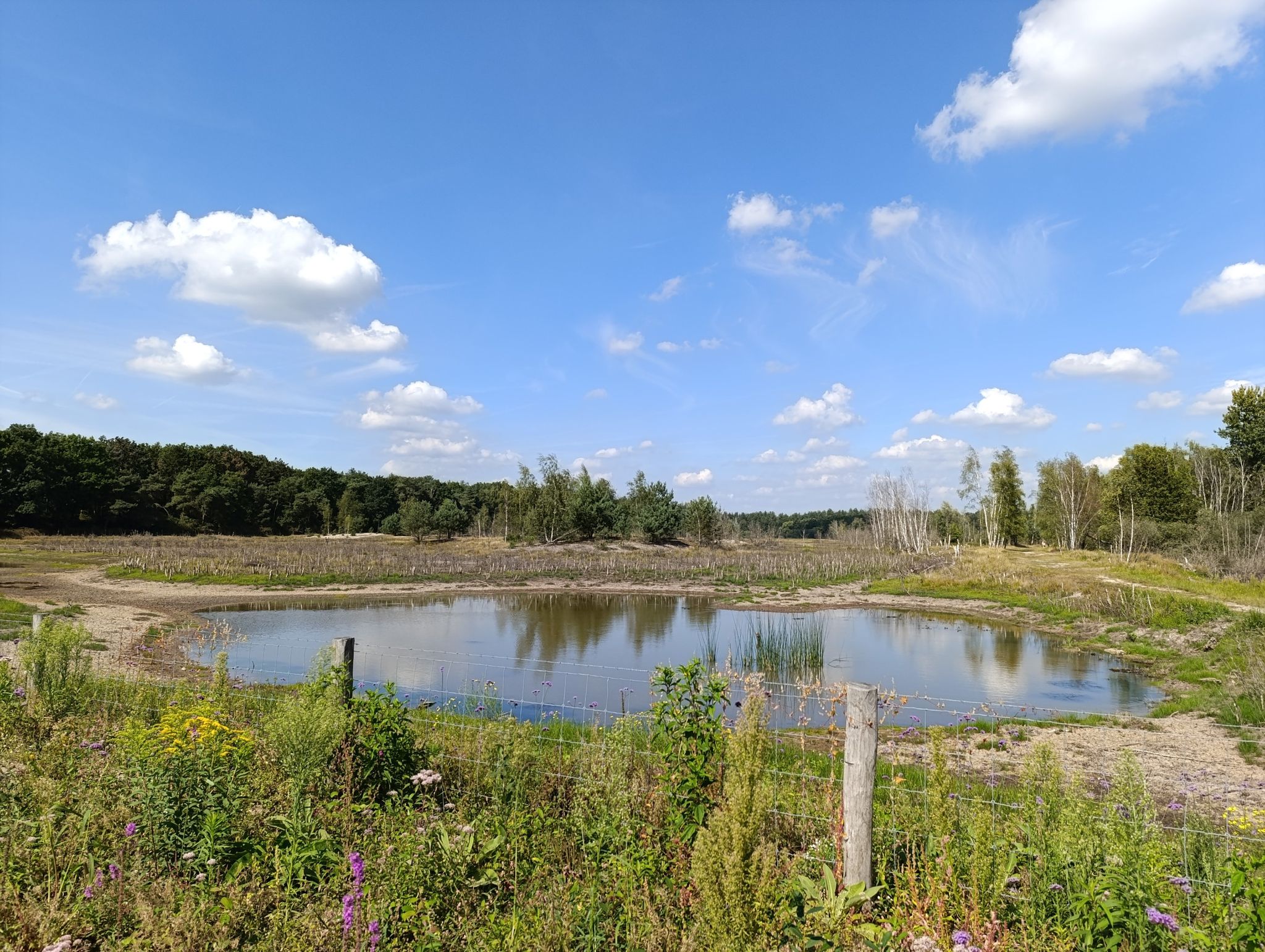 Maasduinen