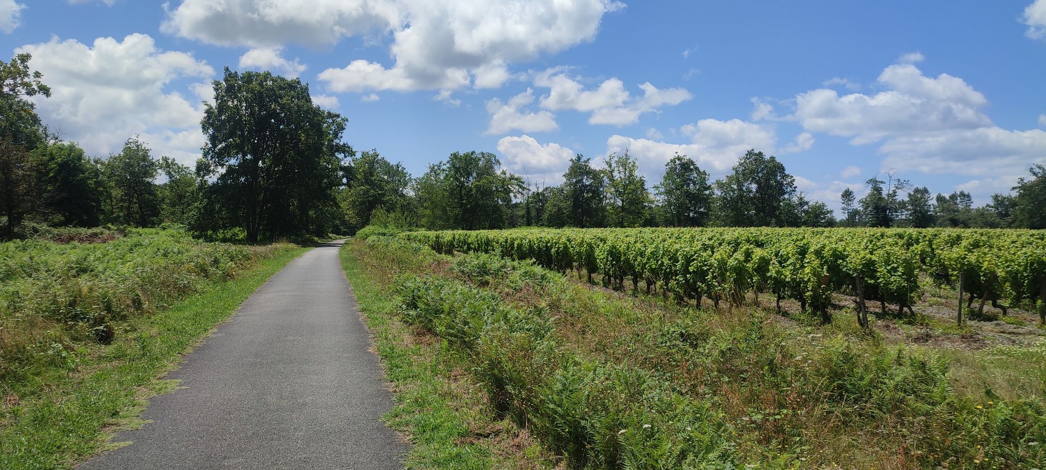 Bahntrassenradweg EV3, D805 und Weinbau