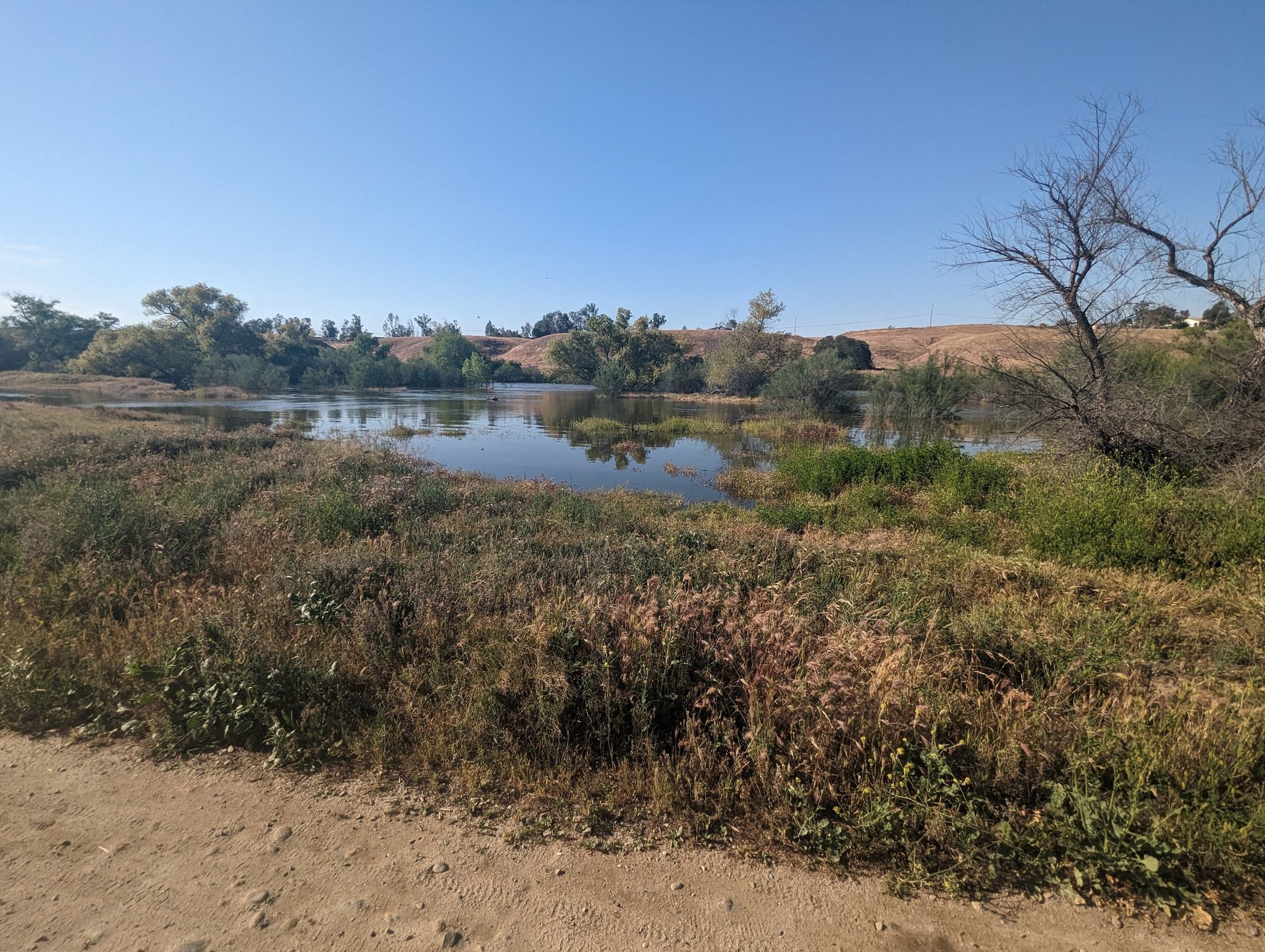 A small pond surrounded by dry and green vegetation under a clear blue sky. - Mushroom Meadow – Luna Lake loop from Lake Ming County Park