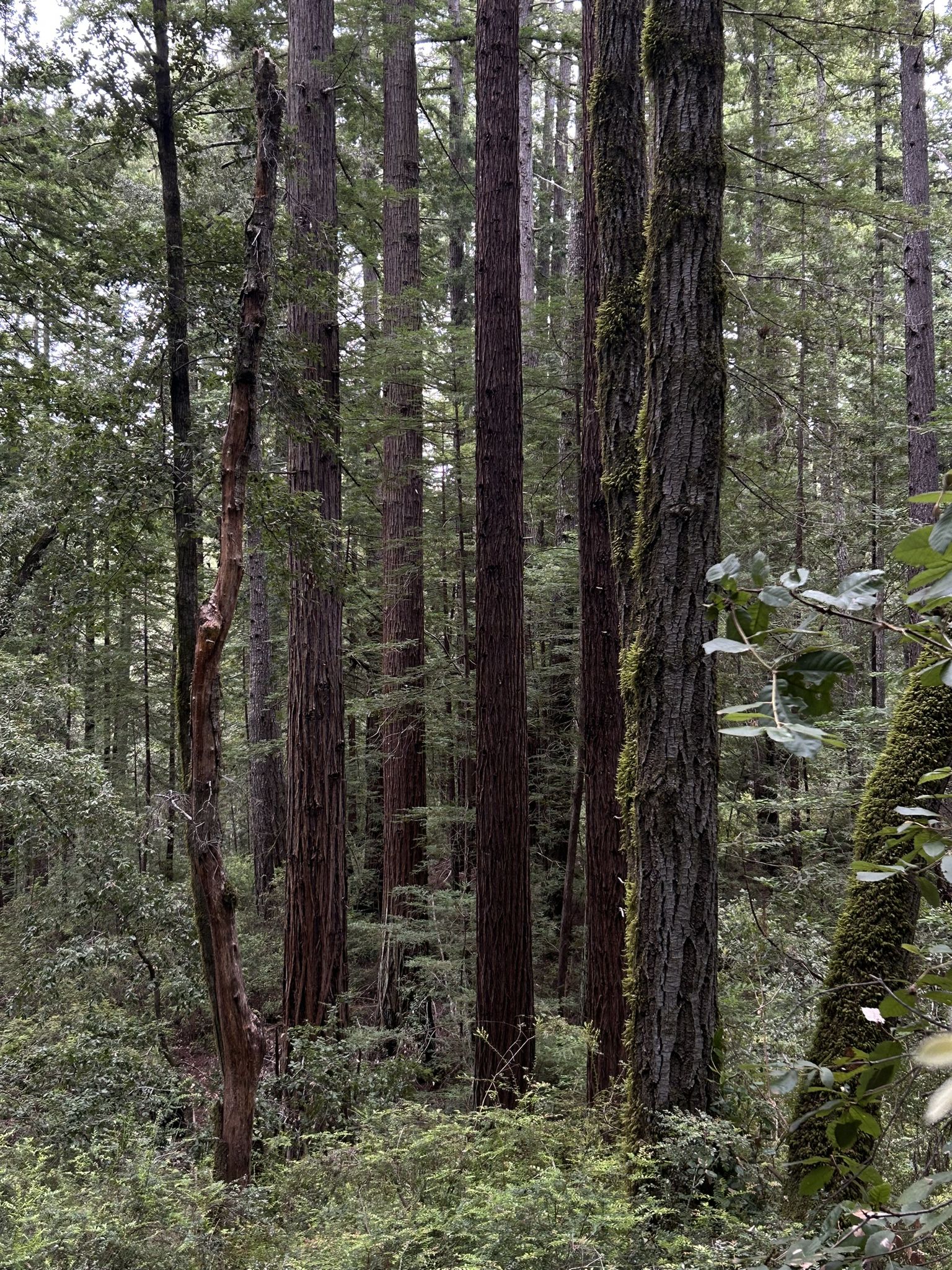 Dense forest with tall, straight trees and lush green undergrowth under soft light. - Peters Creek Loop