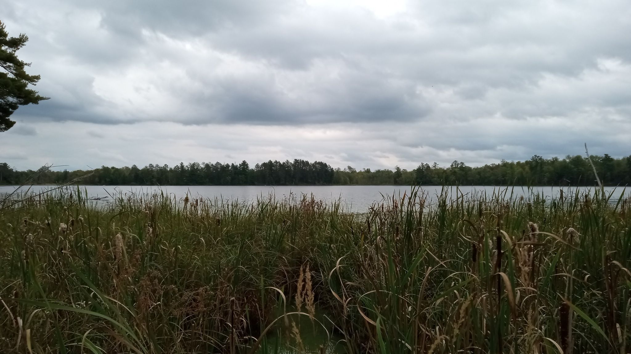 Lakeview from the bog