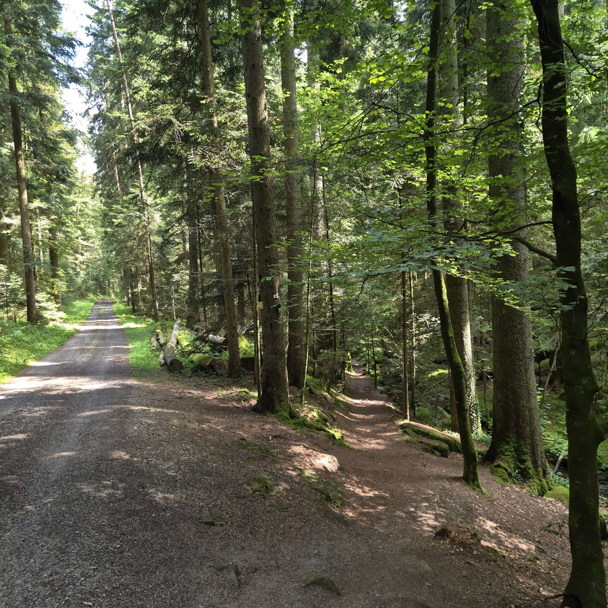 Rötelbachpfad rechts 👍