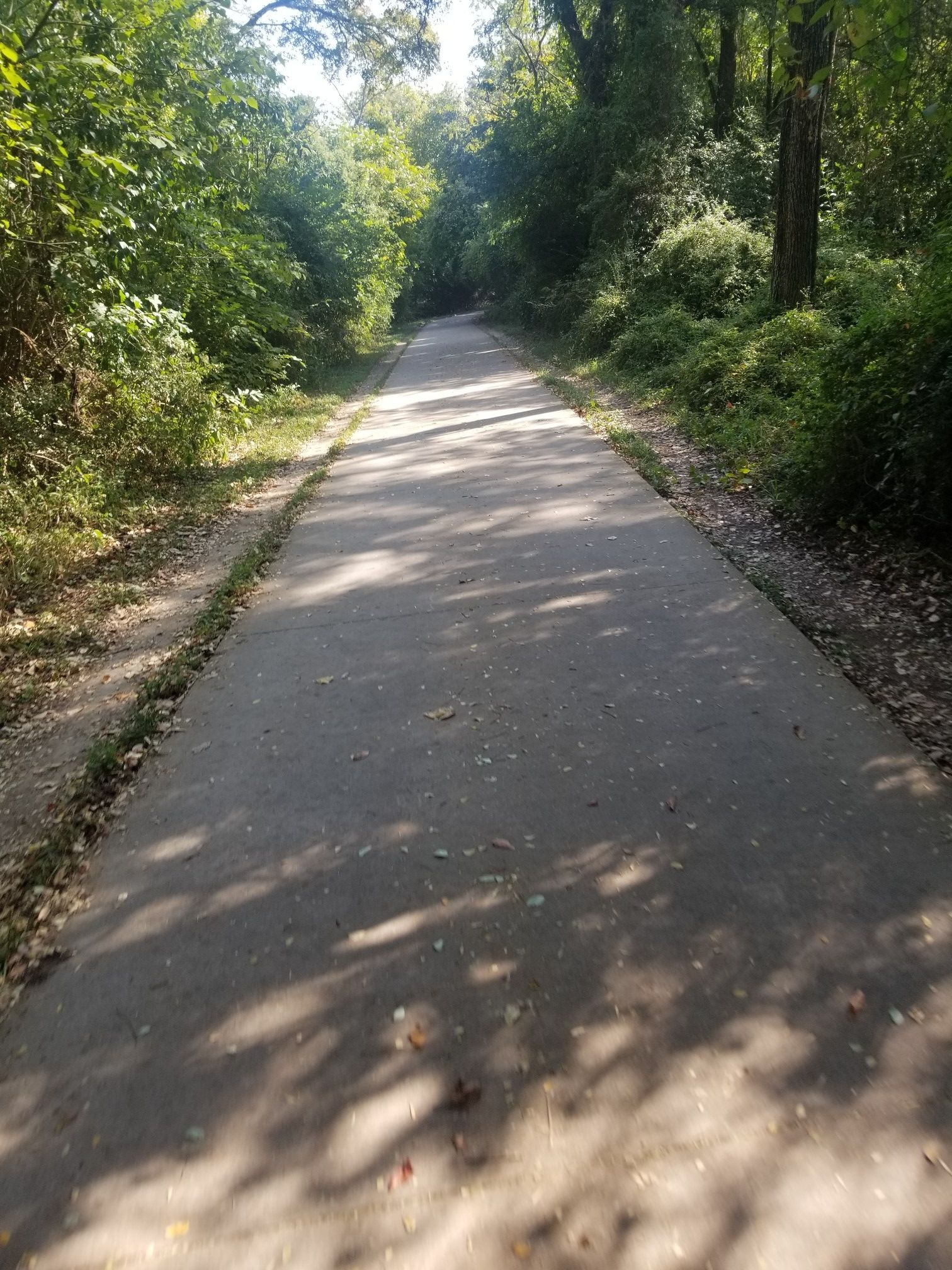 Shaded paved path winding through dense green forest. - Trinity Trails: Benbrook Lake Loop