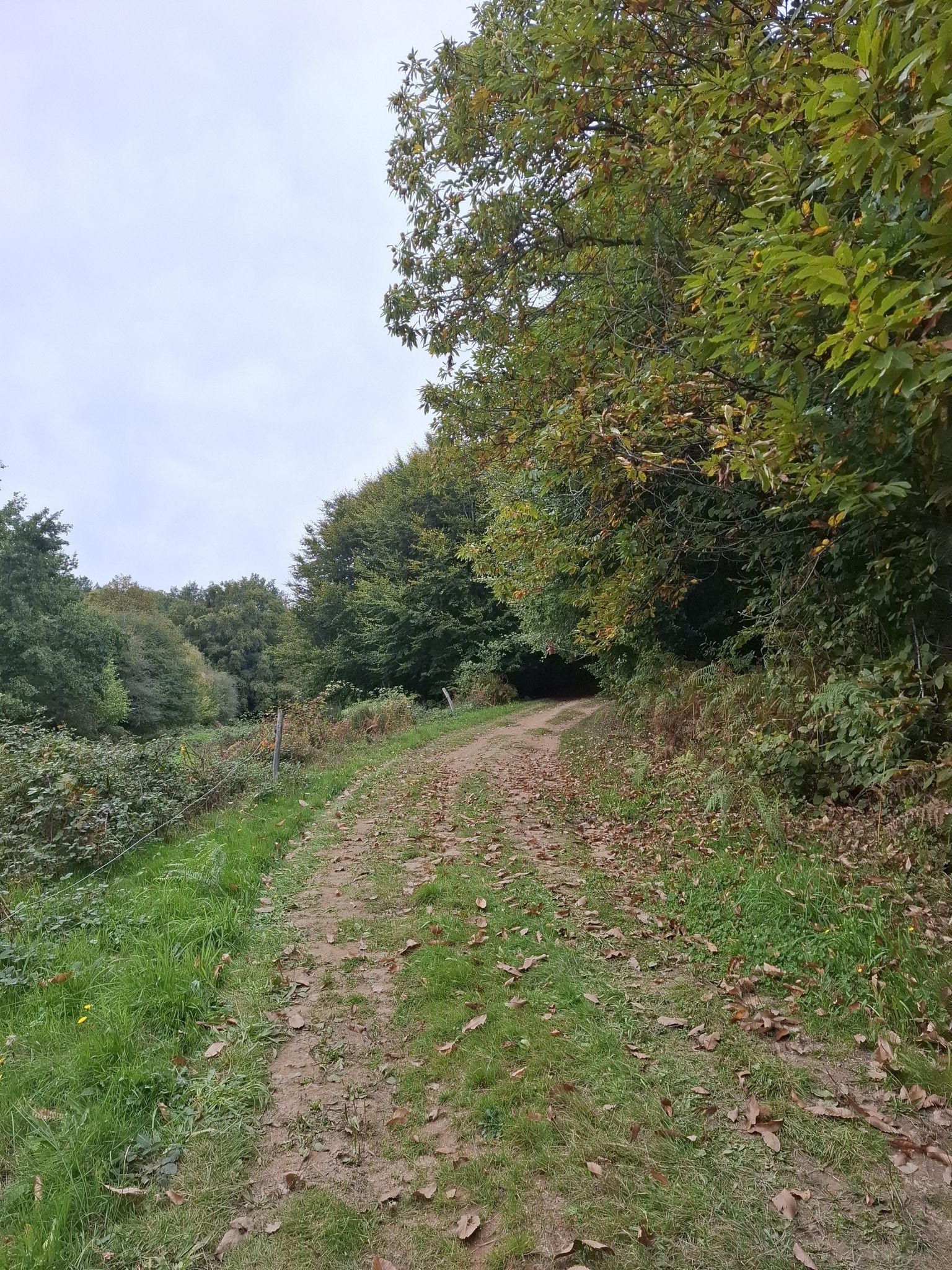 Communal Forest