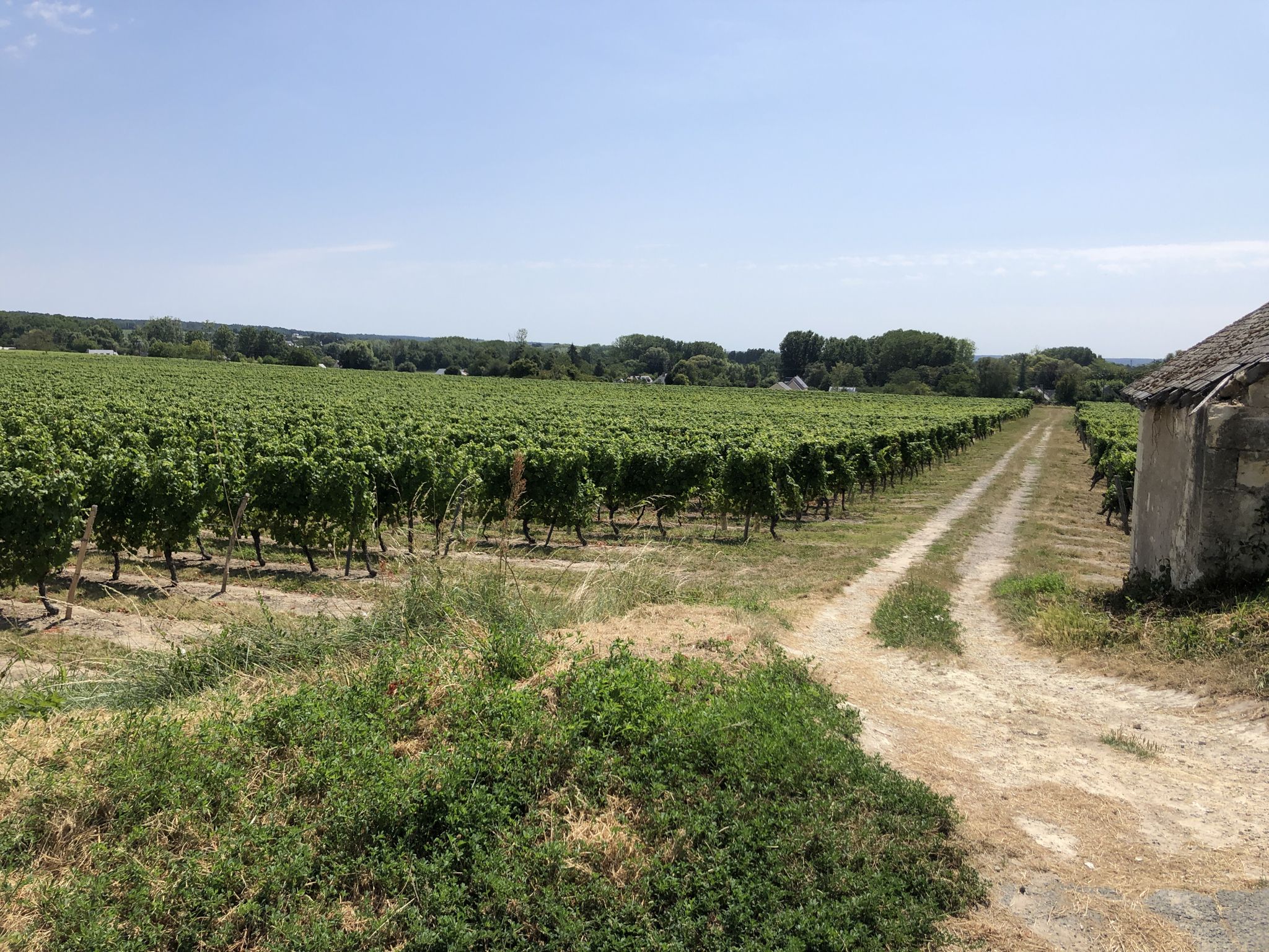 AOC Bourgeuil