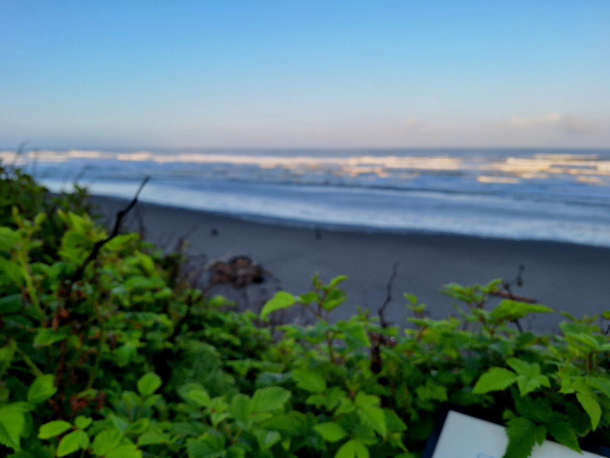 Green foliage in foreground, blurry beach and ocean waves in background. - Kalaloch Creek Trail & Kalaloch Beach – Olympic National Park