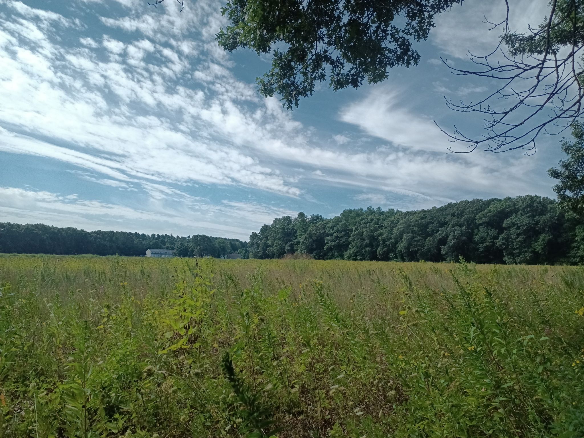 A wide grassy field under a partly cloudy sky, bordered by distant trees. - Minuteman Bikeway and Walden Pond Loop
