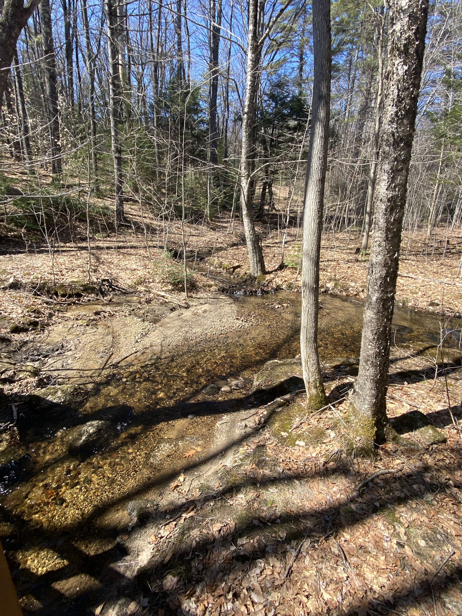 A sunlit stream flows through a forest with bare trees and fallen leaves. - Hamlin Trail loop
