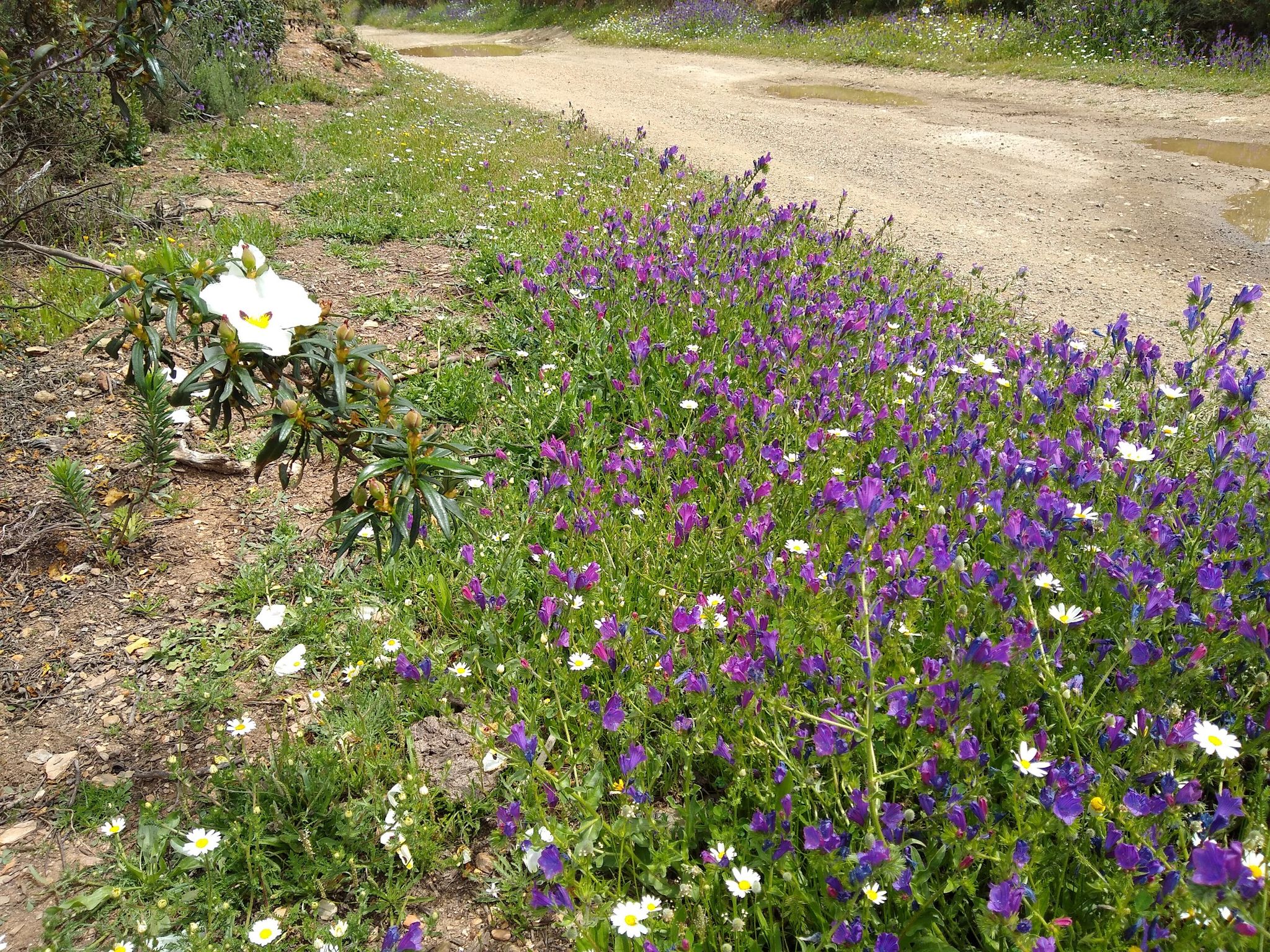Via Verde de Molilas de Aqua im Frühling
