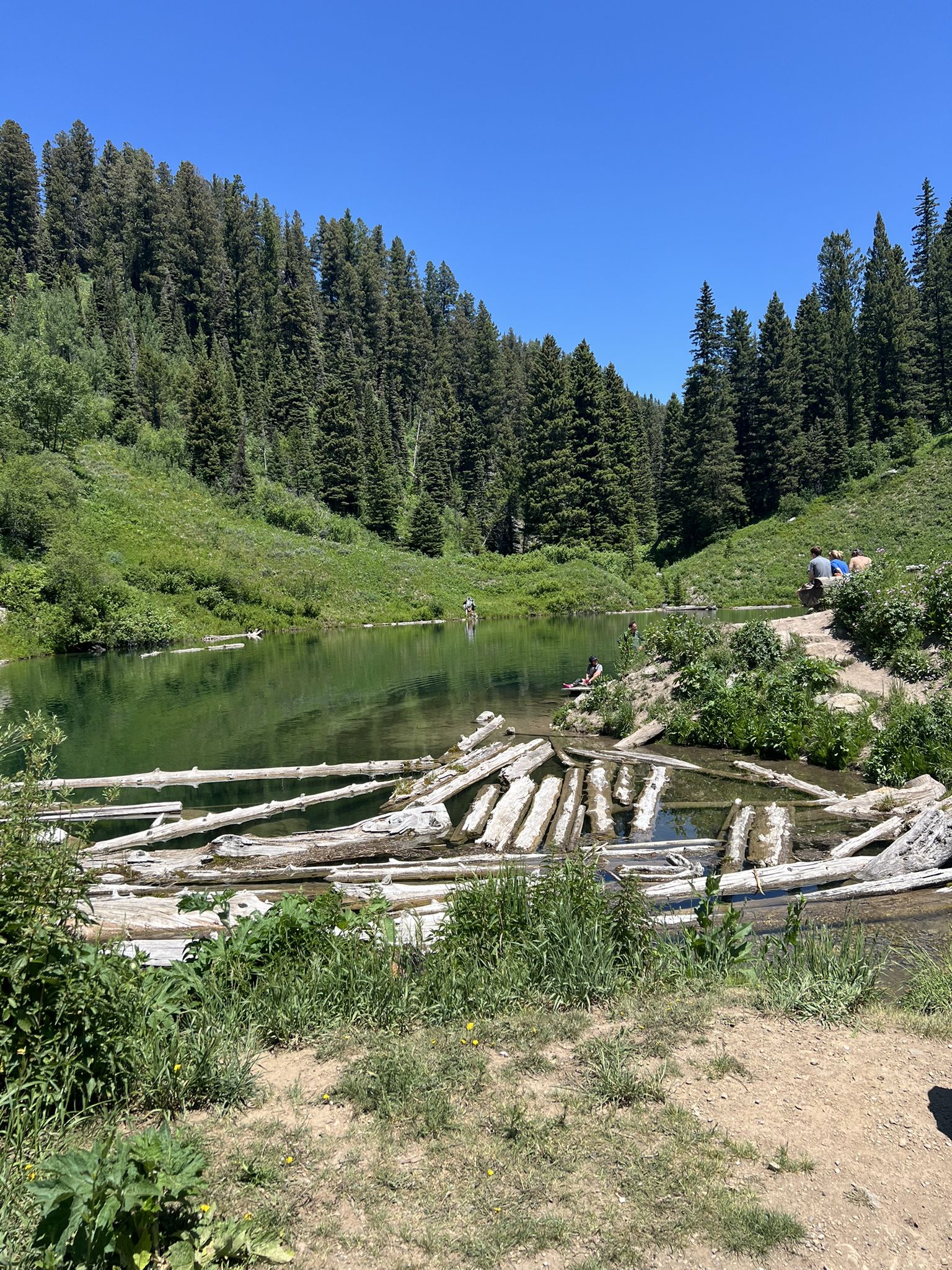 Sunny lake with floating logs, surrounded by green forests and distant people. - Phillips Canyon and Ridge Loop