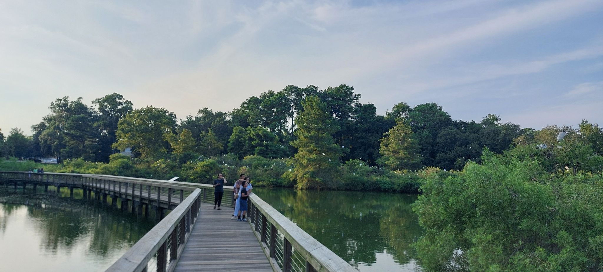 People walk on a long wooden boardwalk over water surrounded by green trees. - Cypress Wetlands Trail