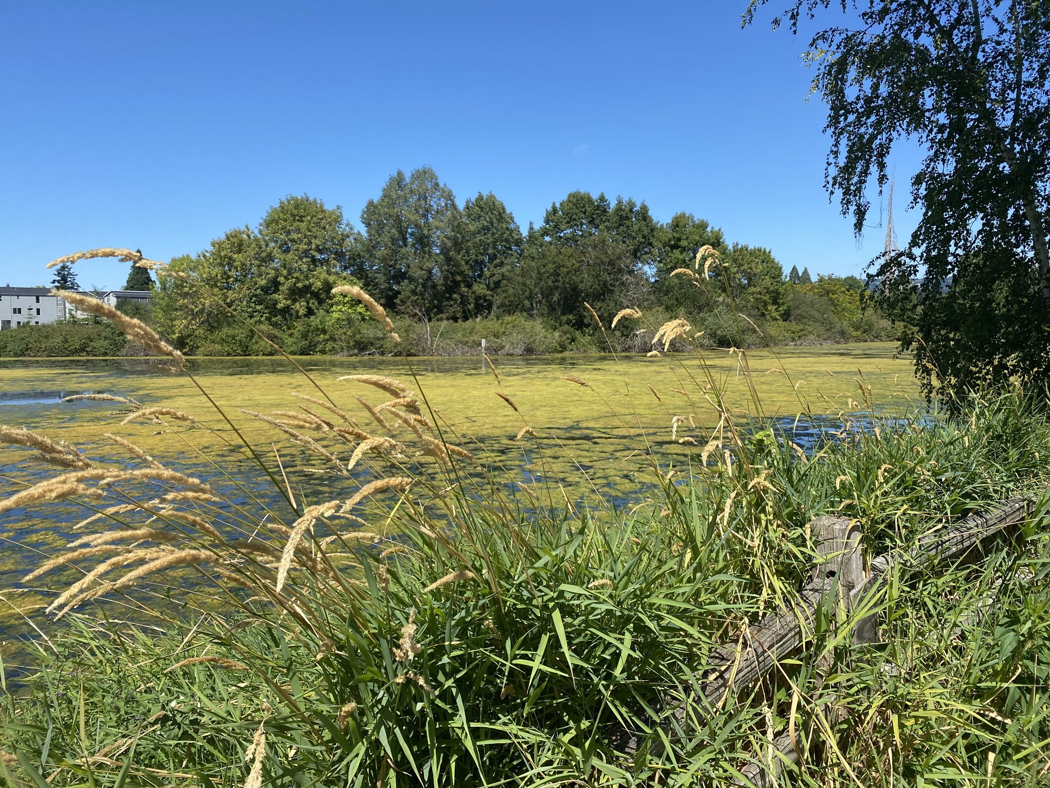 Algae-covered water with tall grasses in foreground under bright blue sky. - Commonwealth Lake Park Loop