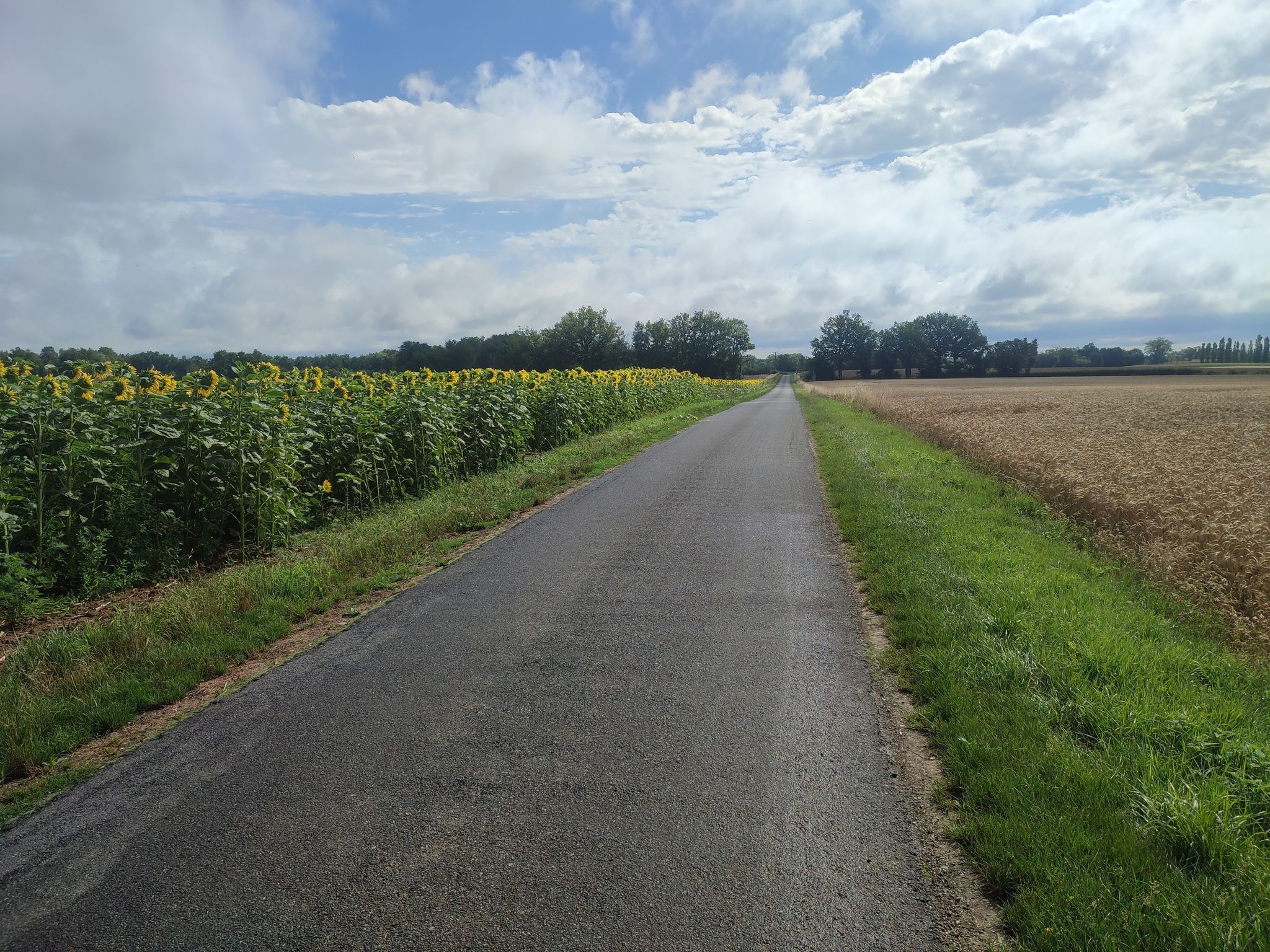 Sonnenblumen