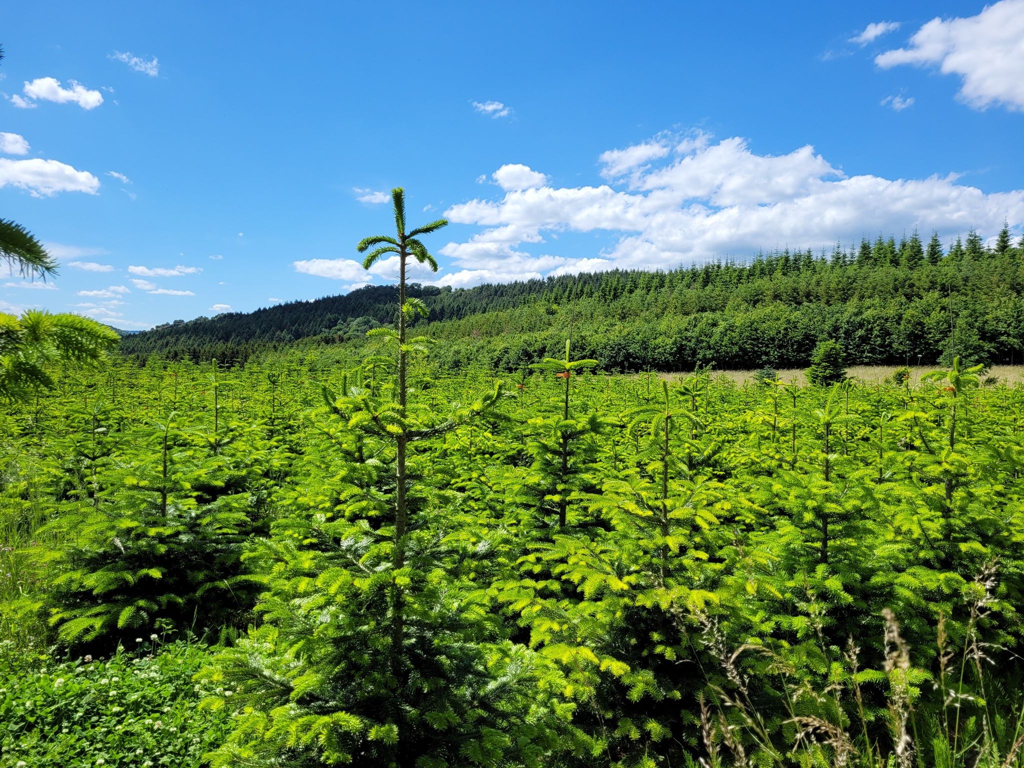 Weihnachtsbaumplantage