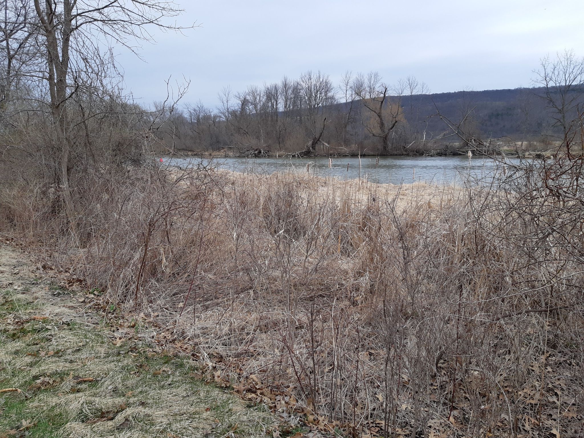 Cloudy day view of a river bordered by dry brush and bare trees. - Queen Catherine Marsh Loop Trail