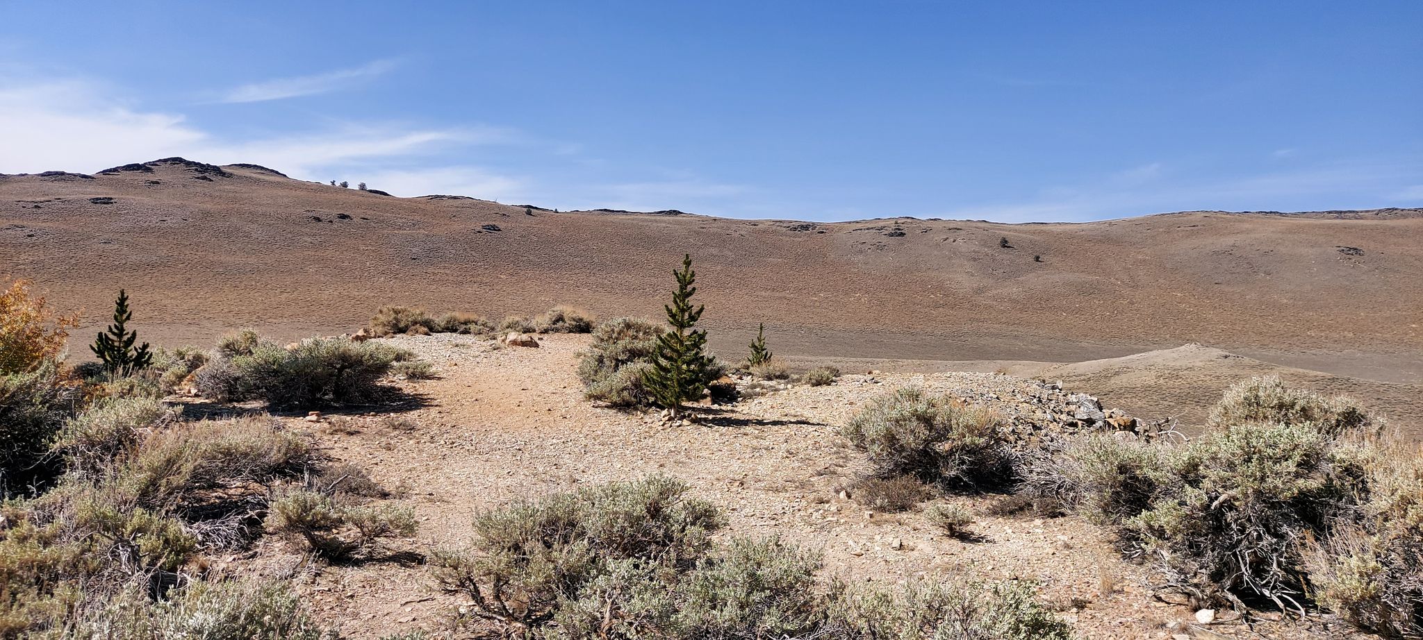Arid, rocky landscape with sparse shrubs and small trees under a clear sky. - Cabin loop from Schulman Grove Picnic Area
